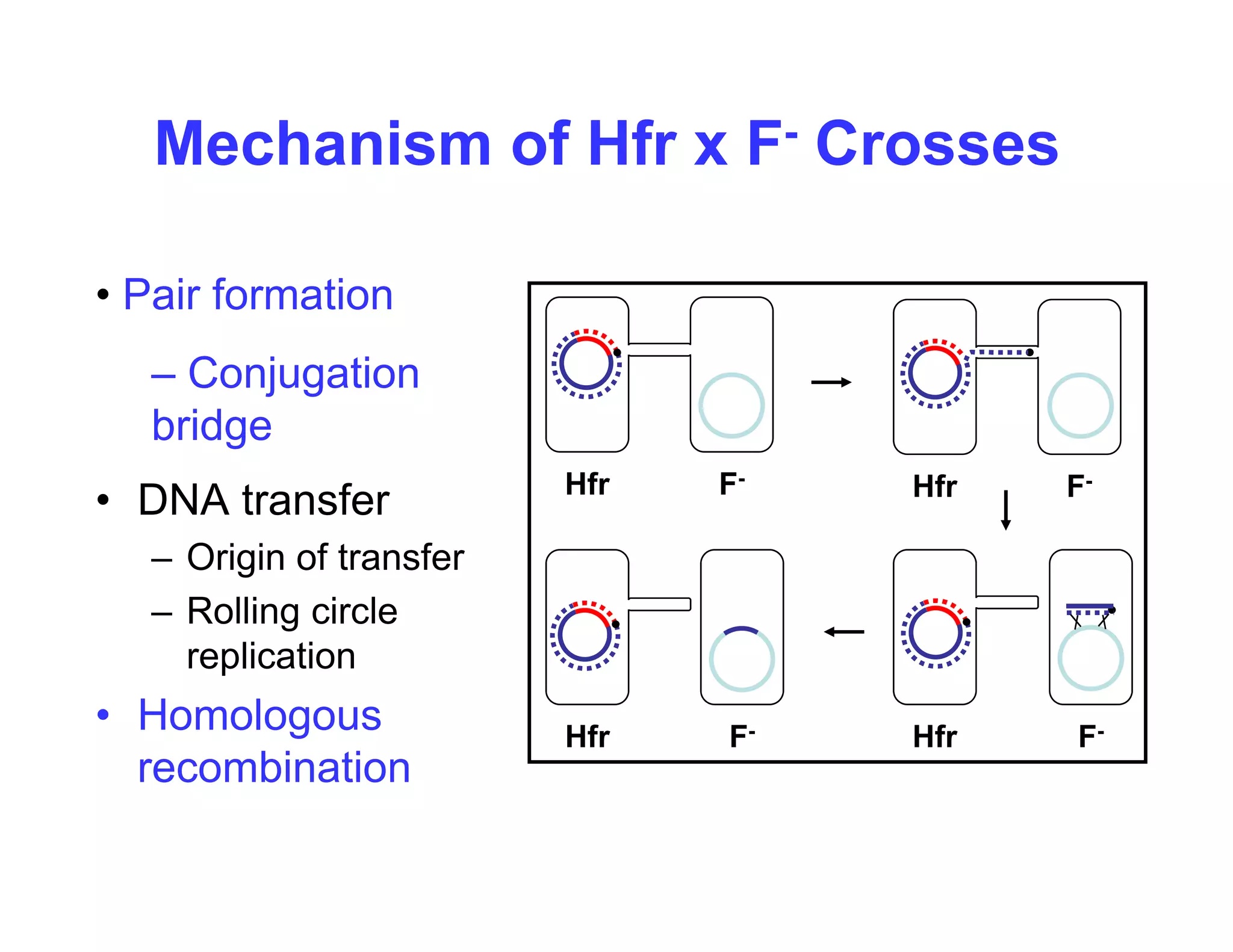 Mechanism of Hfr x F- Crosses
• Pair formation
• Pair formation
– Conjugation
b id
• DNA transfer
bridge
Hfr F-
Hfr F-
– Origin of transfer
– Rolling circle
replication
replication
• Homologous
recombination
Hfr F-
Hfr F-
recombination
 