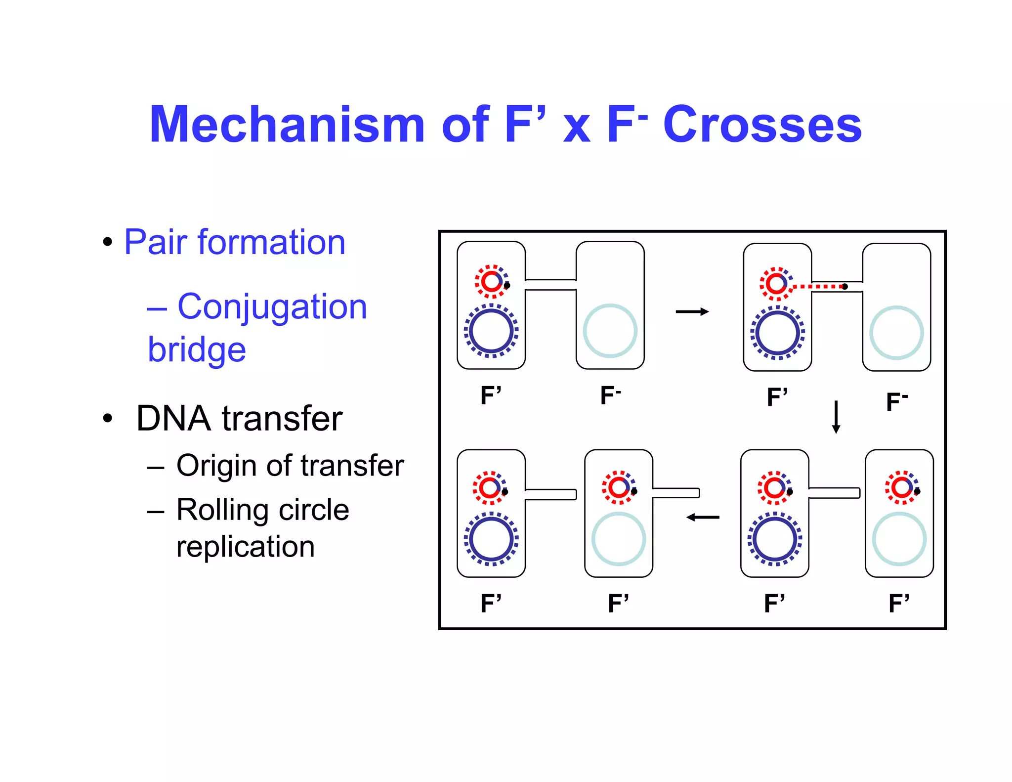 Mechanism of F’ x F- Crosses
• Pair formation
• Pair formation
– Conjugation
b id
• DNA transfer
bridge
F’ F-
F’ F-
– Origin of transfer
– Rolling circle
li ti
replication
F’ F’
F’ F’
 