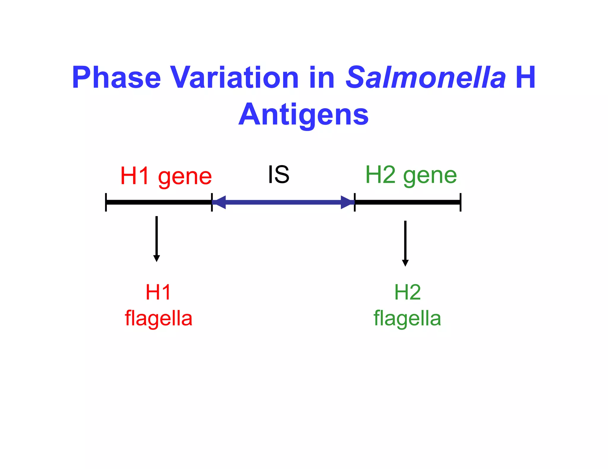 Phase Variation in Salmonella H
Phase Variation in Salmonella H
Antigens
IS
H1 gene H2 gene
H1
flagella
H2
flagella
flagella flagella
 