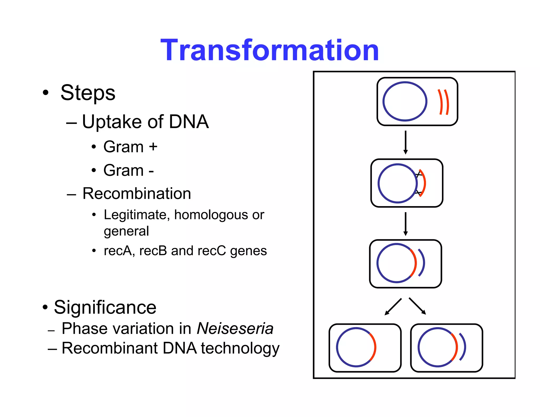 Transformation
• Steps
– Uptake of DNA
p
• Gram +
• Gram -
– Recombination
• Legitimate, homologous or
general
general
• recA, recB and recC genes
• Significance
– Phase variation in Neiseseria
– Recombinant DNA technology
 