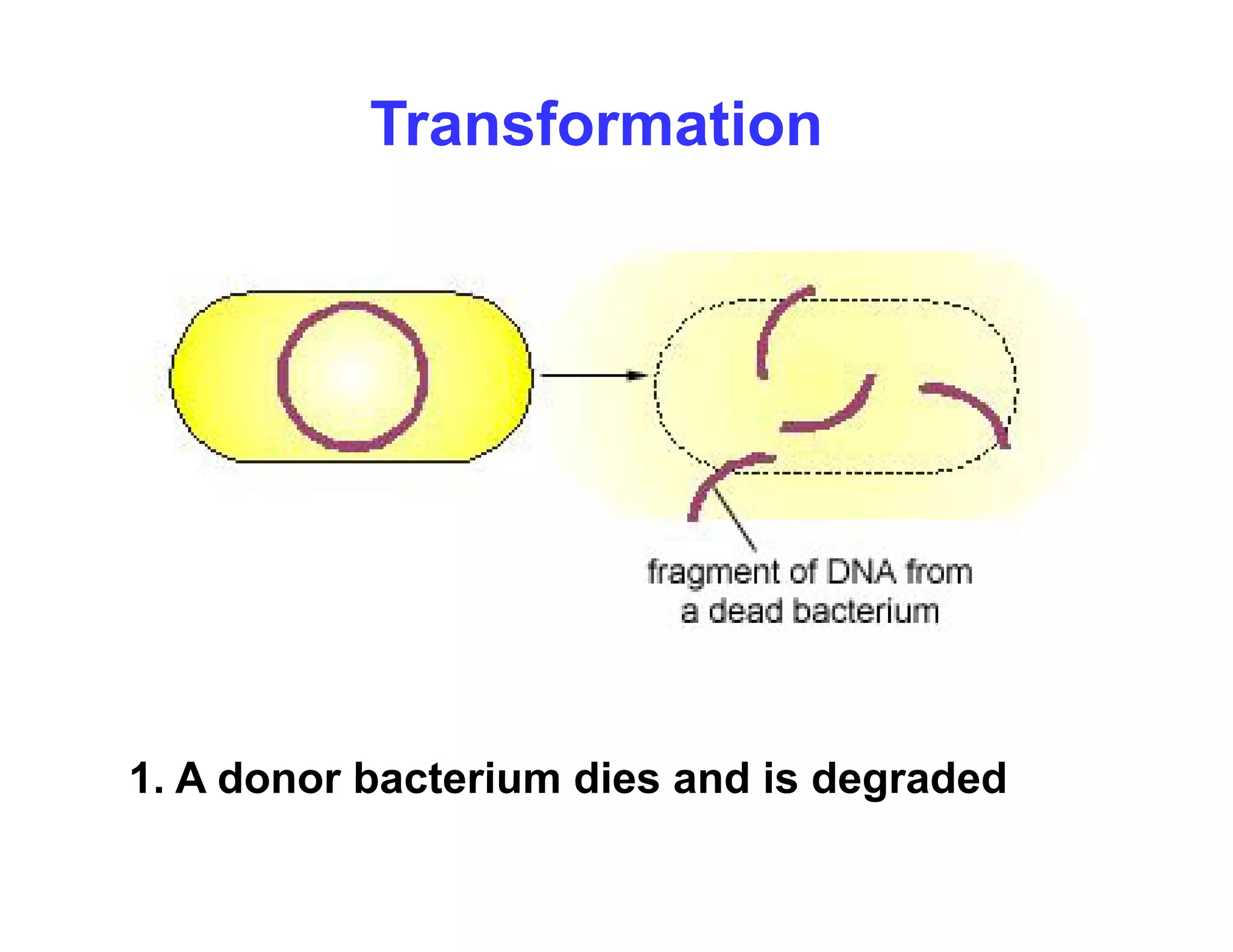 Transformation
1 A donor bacterium dies and is degraded
1. A donor bacterium dies and is degraded
 