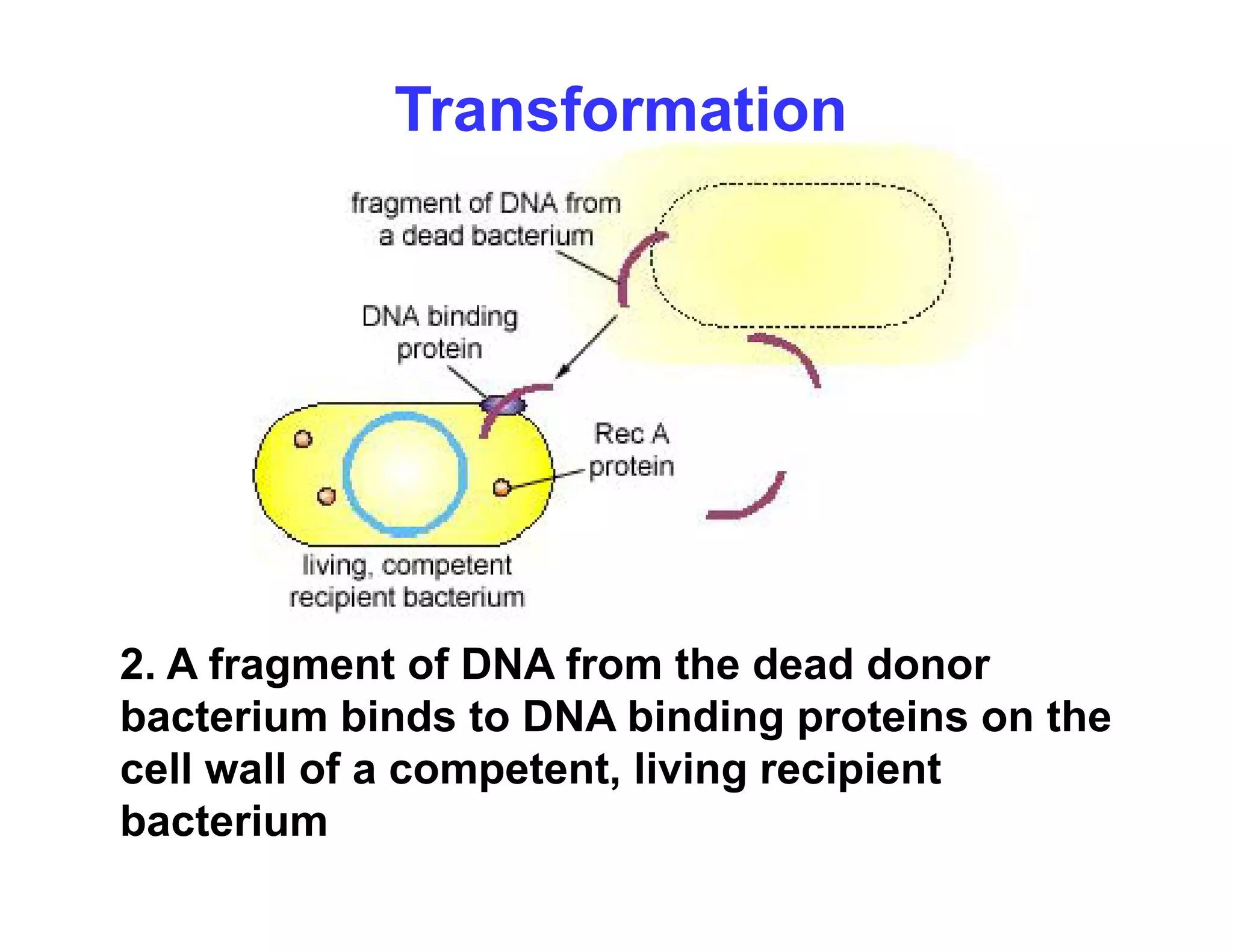 Transformation
2 A f t f DNA f th d d d
2. A fragment of DNA from the dead donor
bacterium binds to DNA binding proteins on the
cell wall of a competent living recipient
cell wall of a competent, living recipient
bacterium
 