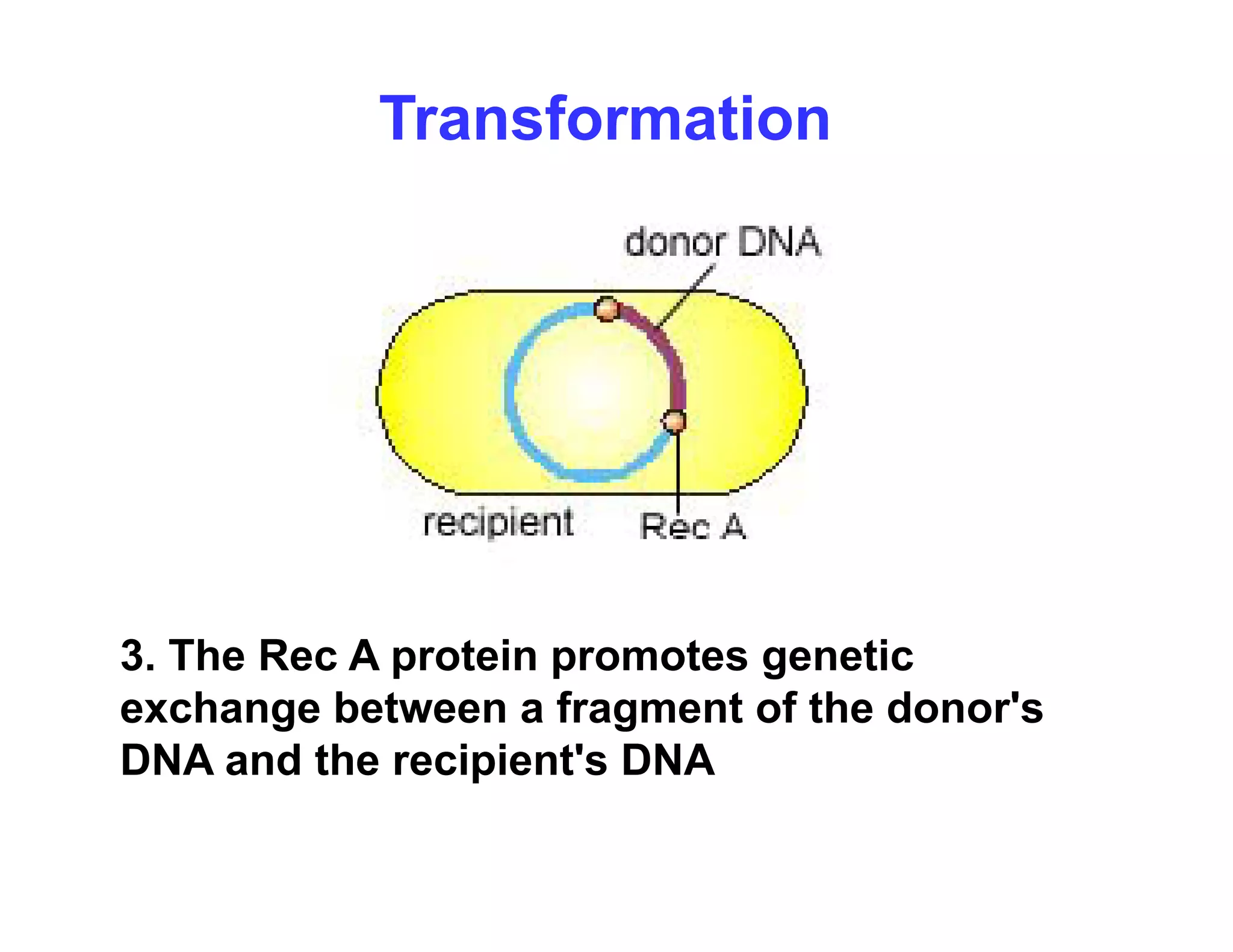 Transformation
3 The Rec A protein promotes genetic
3. The Rec A protein promotes genetic
exchange between a fragment of the donor's
DNA and the recipient's DNA
p
 