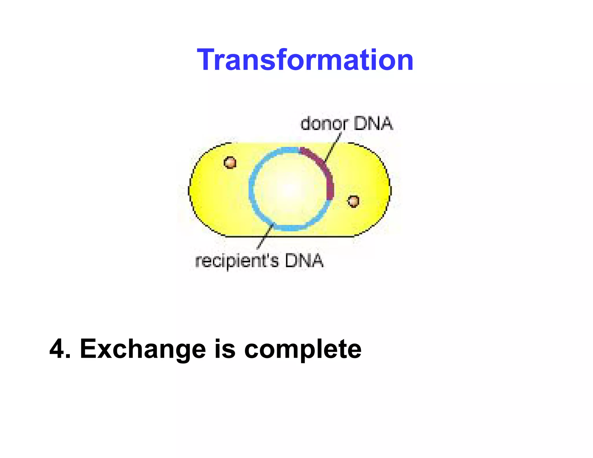 Transformation
4. Exchange is complete
 