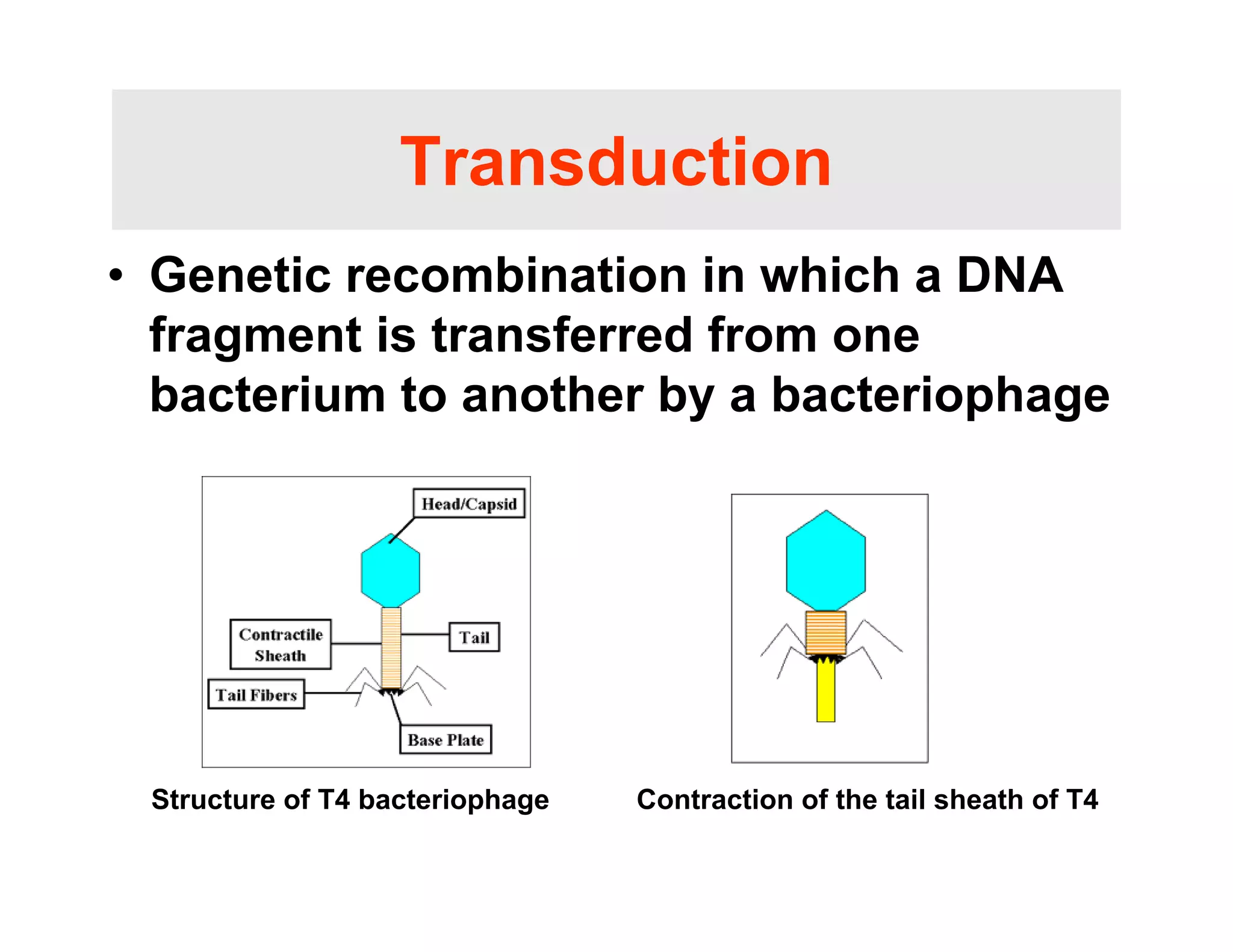Transduction
Transduction
• Genetic recombination in which a DNA
fragment is transferred from one
bacterium to another by a bacteriophage
y p g
Structure of T4 bacteriophage Contraction of the tail sheath of T4
 