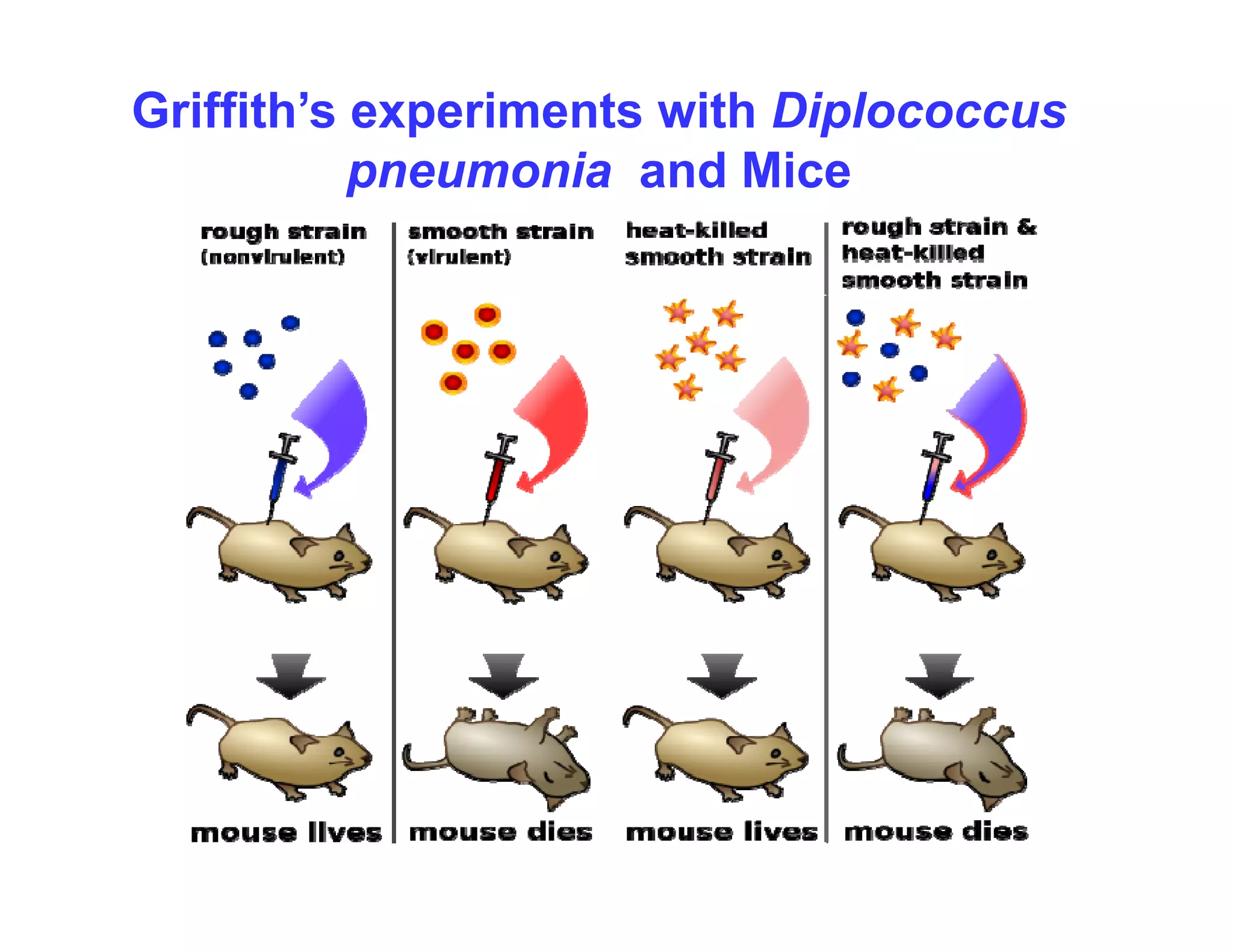 Griffith’s experiments with Diplococcus
pneumonia and Mice
pneumonia and Mice
 