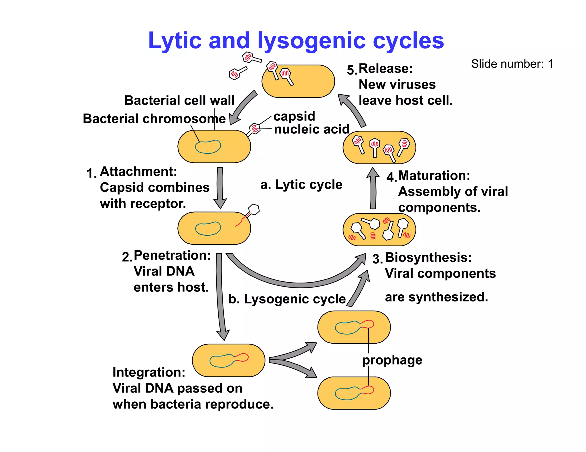 Lytic and lysogenic cycles
Slide number: 1
Release:
New viruses
5.
capsid
nucleic acid
Bacterial cell wall
Bacterial chromosome
New viruses
leave host cell.
a. Lytic cycle
Attachment:
Capsid combines
1. Maturation:
Assembly of viral
4.
with receptor.
Penetration:
2 Bi th i
3
y
components.
Penetration:
Viral DNA
enters host.
2.
b. Lysogenic cycle
Biosynthesis:
Viral components
are synthesized.
3.
I t ti
prophage
Integration:
Viral DNA passed on
when bacteria reproduce.
 