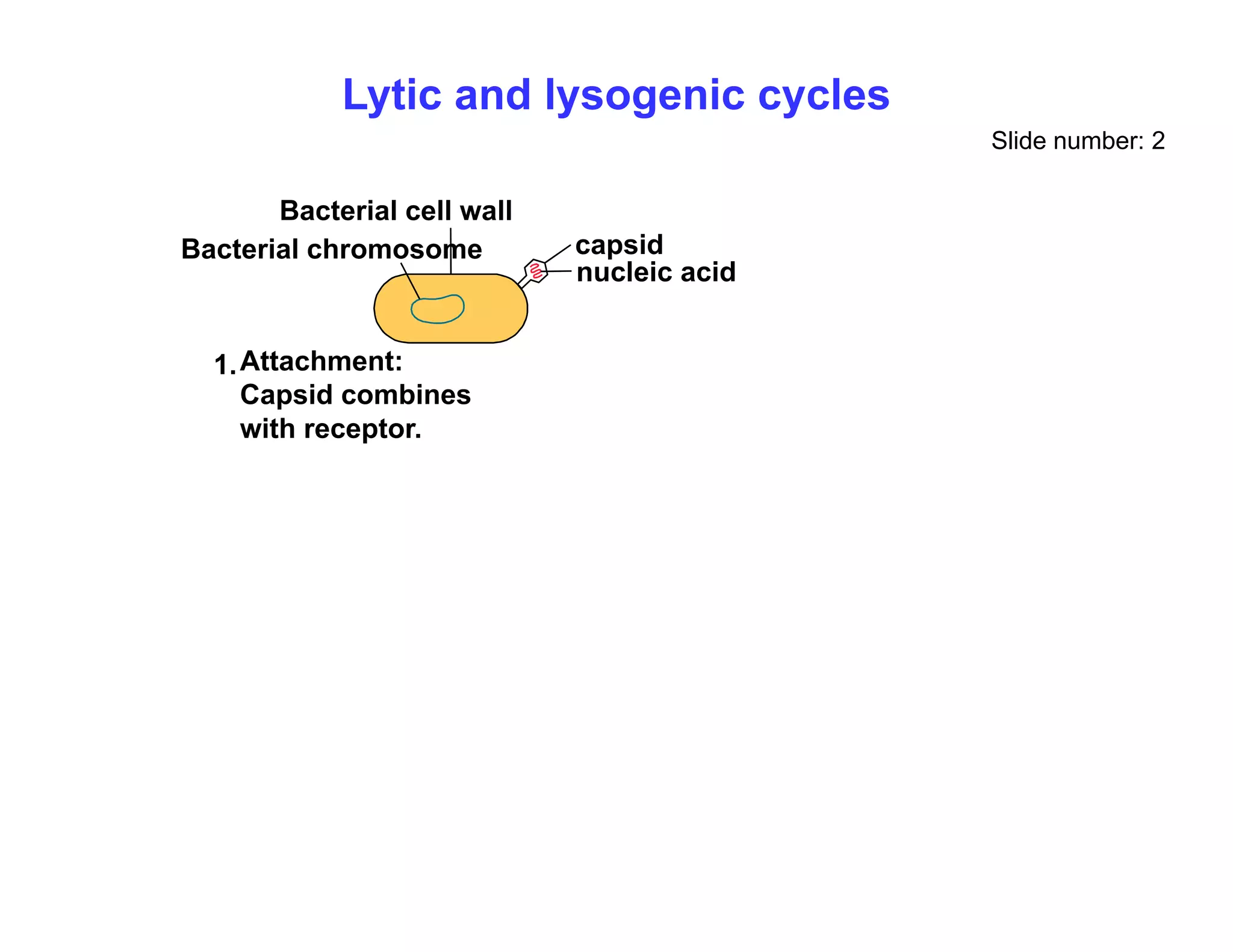 Lytic and lysogenic cycles
Slide number: 2
capsid
nucleic acid
Bacterial cell wall
Bacterial chromosome
Attachment:
Capsid combines
1.
with receptor.
 