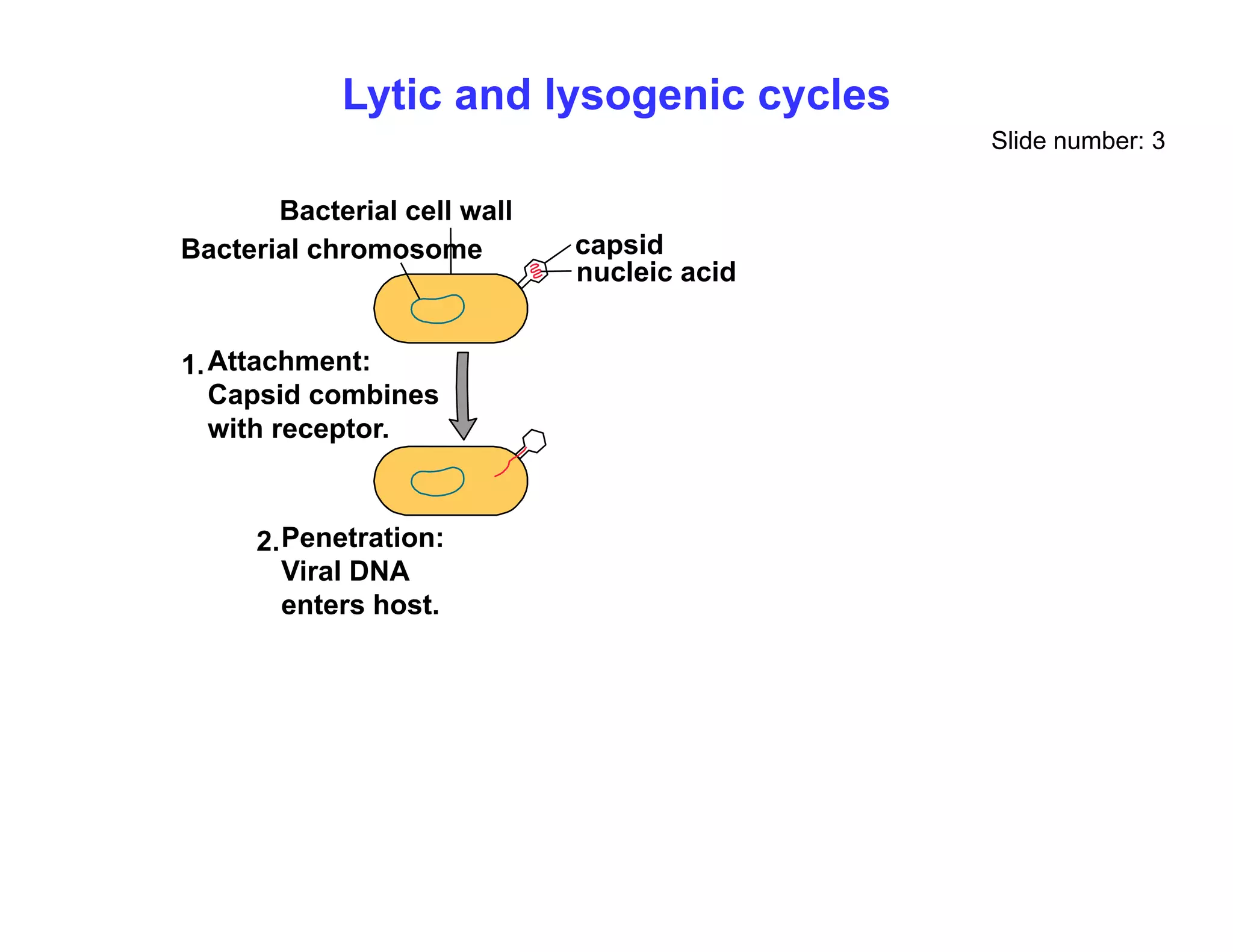 Lytic and lysogenic cycles
Slide number: 3
capsid
nucleic acid
Bacterial cell wall
Bacterial chromosome
Attachment:
Capsid combines
1.
with receptor.
Penetration:
2 Penetration:
Viral DNA
enters host.
2.
 