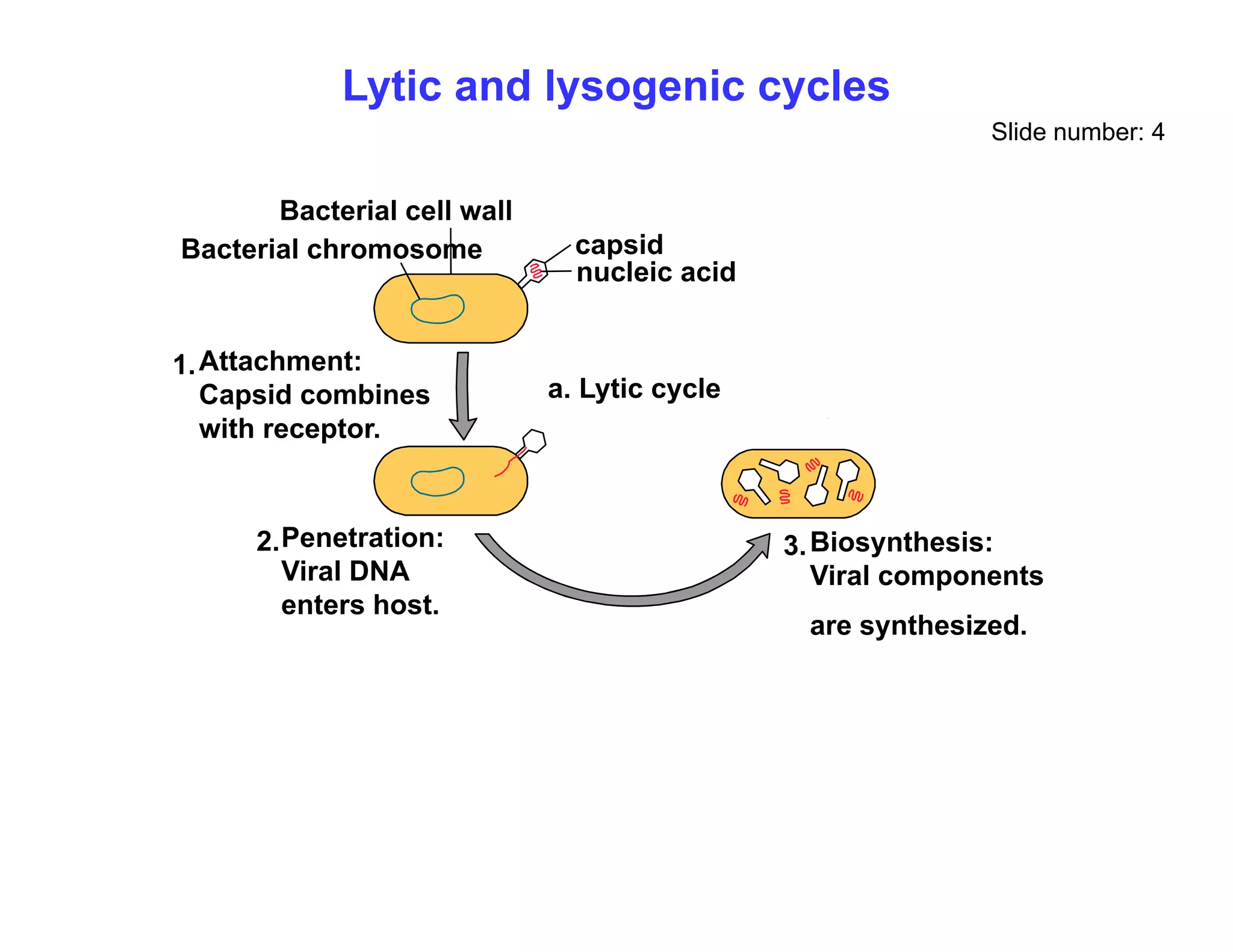 Lytic and lysogenic cycles
Slide number: 4
capsid
nucleic acid
Bacterial cell wall
Bacterial chromosome
a. Lytic cycle
Attachment:
Capsid combines
1.
with receptor.
Penetration:
2 Bi th i
3
Penetration:
Viral DNA
enters host.
2. Biosynthesis:
Viral components
are synthesized.
3.
 