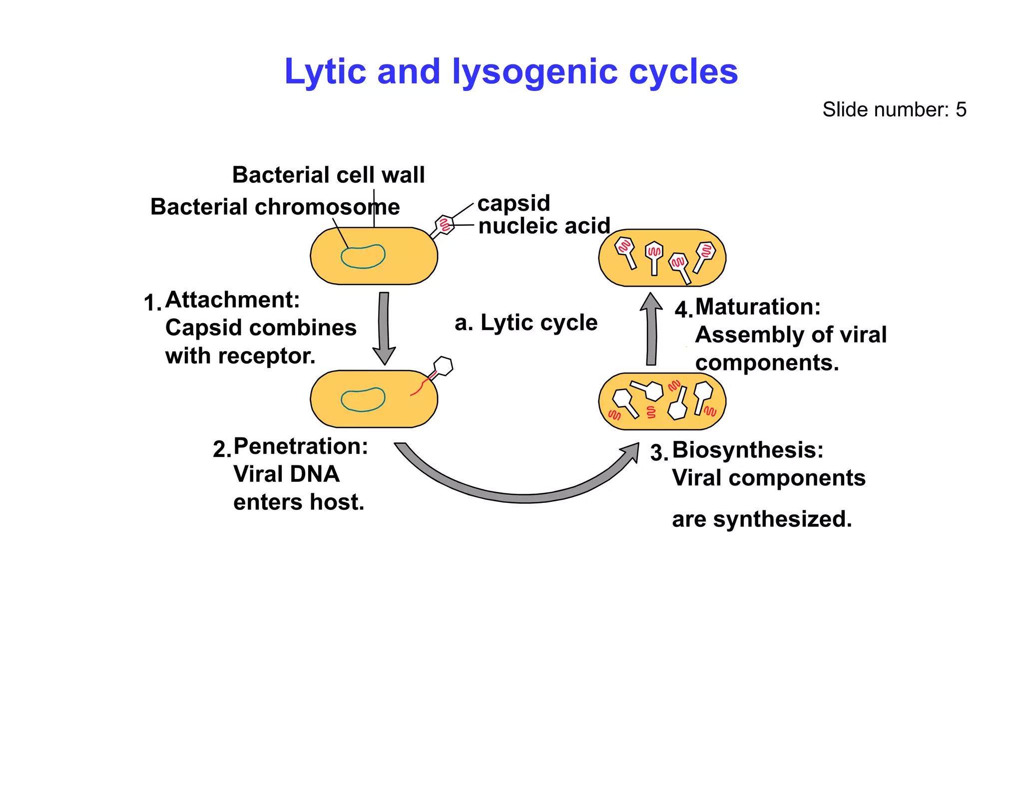 Lytic and lysogenic cycles
Slide number: 5
capsid
nucleic acid
Bacterial cell wall
Bacterial chromosome
a. Lytic cycle
Attachment:
Capsid combines
1. Maturation:
Assembly of viral
4.
with receptor.
Penetration:
2 Bi th i
3
y
components.
Penetration:
Viral DNA
enters host.
2. Biosynthesis:
Viral components
are synthesized.
3.
 