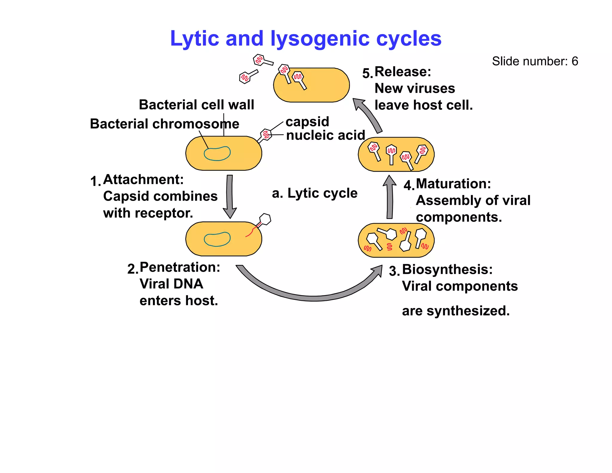 Lytic and lysogenic cycles
Slide number: 6
Release:
New viruses
5.
capsid
nucleic acid
Bacterial cell wall
Bacterial chromosome
New viruses
leave host cell.
a. Lytic cycle
Attachment:
Capsid combines
1. Maturation:
Assembly of viral
4.
with receptor.
Penetration:
2 Bi th i
3
y
components.
Penetration:
Viral DNA
enters host.
2. Biosynthesis:
Viral components
are synthesized.
3.
 