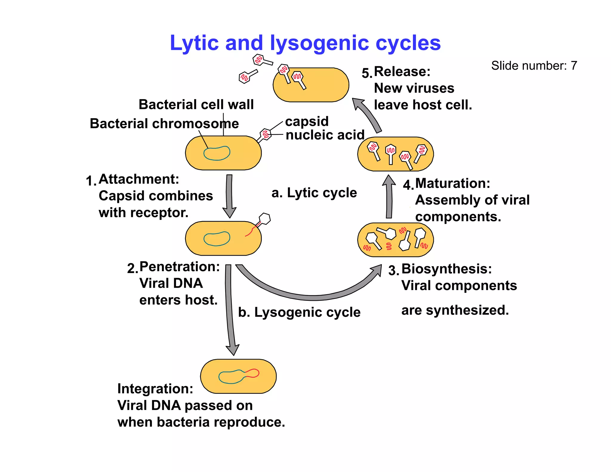 Lytic and lysogenic cycles
Slide number: 7
Release:
New viruses
5.
capsid
nucleic acid
Bacterial cell wall
Bacterial chromosome
New viruses
leave host cell.
a. Lytic cycle
Attachment:
Capsid combines
1. Maturation:
Assembly of viral
4.
with receptor.
Penetration:
2 Bi th i
3
y
components.
Penetration:
Viral DNA
enters host.
2.
b. Lysogenic cycle
Biosynthesis:
Viral components
are synthesized.
3.
I t ti
Integration:
Viral DNA passed on
when bacteria reproduce.
 