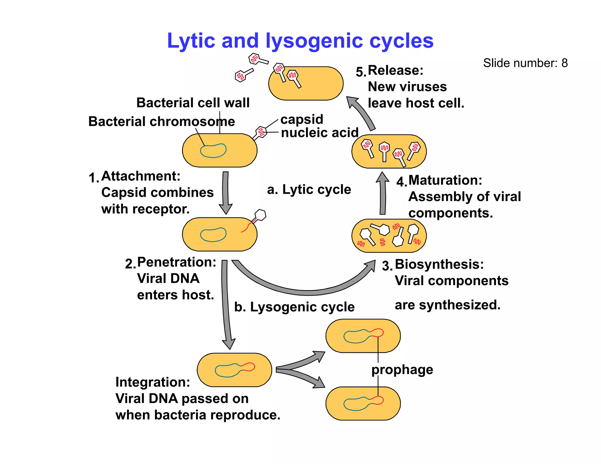 Lytic and lysogenic cycles
Slide number: 8
Release:
New viruses
5.
capsid
nucleic acid
Bacterial cell wall
Bacterial chromosome
New viruses
leave host cell.
a. Lytic cycle
Attachment:
Capsid combines
1. Maturation:
Assembly of viral
4.
with receptor.
Penetration:
2 Bi th i
3
y
components.
Penetration:
Viral DNA
enters host.
2.
b. Lysogenic cycle
Biosynthesis:
Viral components
are synthesized.
3.
I t ti
prophage
Integration:
Viral DNA passed on
when bacteria reproduce.
 