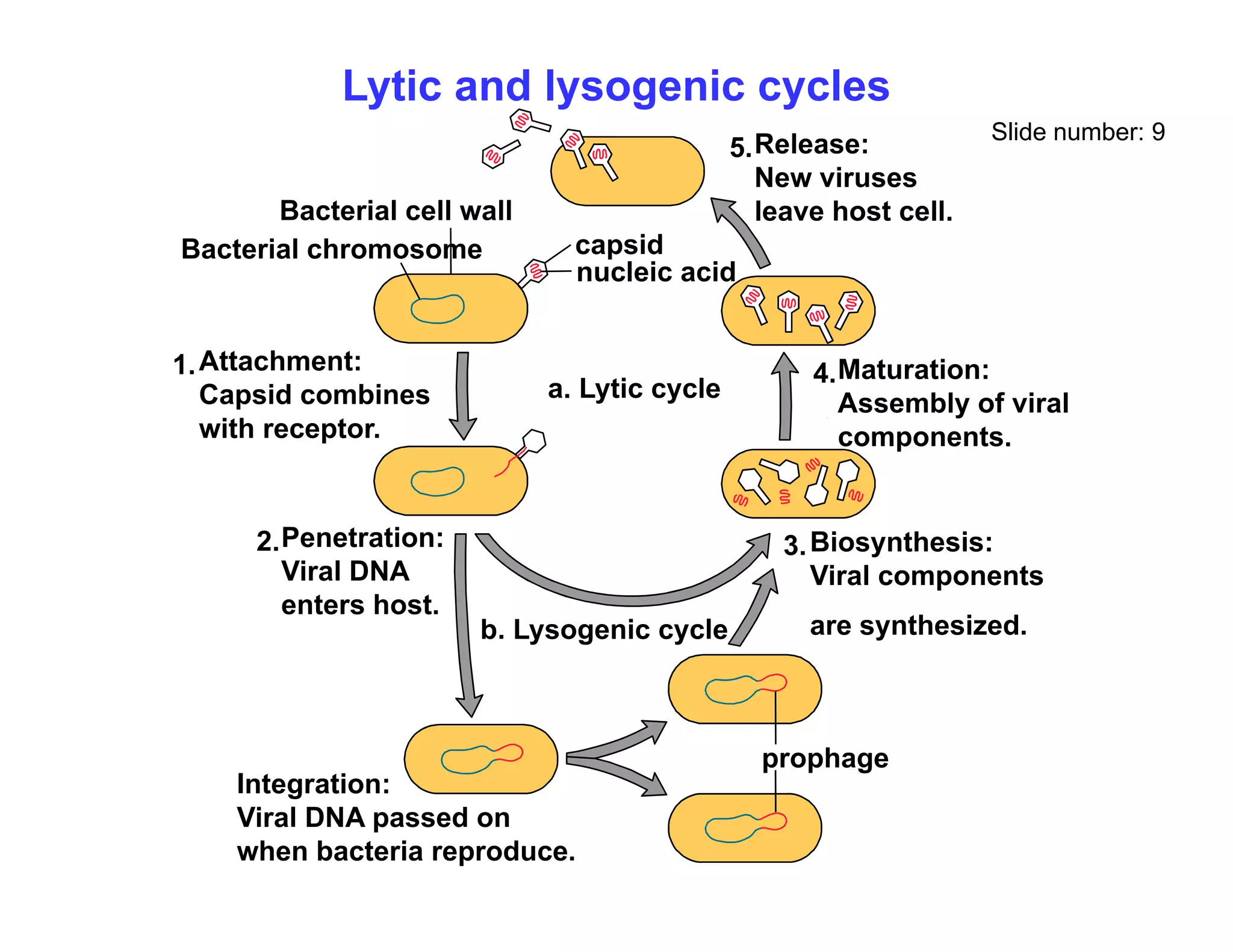 Lytic and lysogenic cycles
Slide number: 9
Release:
New viruses
5.
capsid
nucleic acid
Bacterial cell wall
Bacterial chromosome
New viruses
leave host cell.
a. Lytic cycle
Attachment:
Capsid combines
1. Maturation:
Assembly of viral
4.
with receptor.
Penetration:
2 Bi th i
3
y
components.
Penetration:
Viral DNA
enters host.
2.
b. Lysogenic cycle
Biosynthesis:
Viral components
are synthesized.
3.
I t ti
prophage
Integration:
Viral DNA passed on
when bacteria reproduce.
 