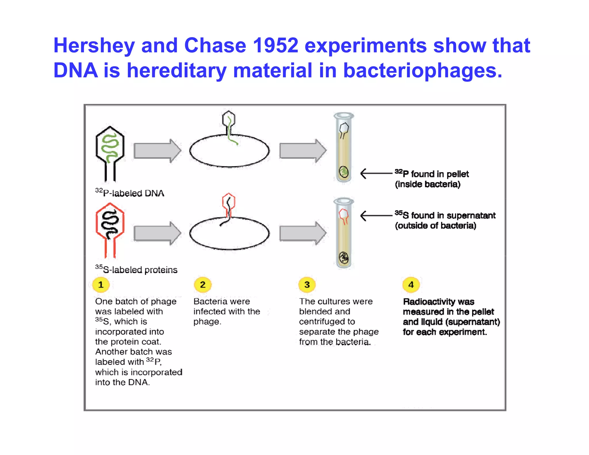 Hershey and Chase 1952 experiments show that
DNA is hereditary material in bacteriophages.
 