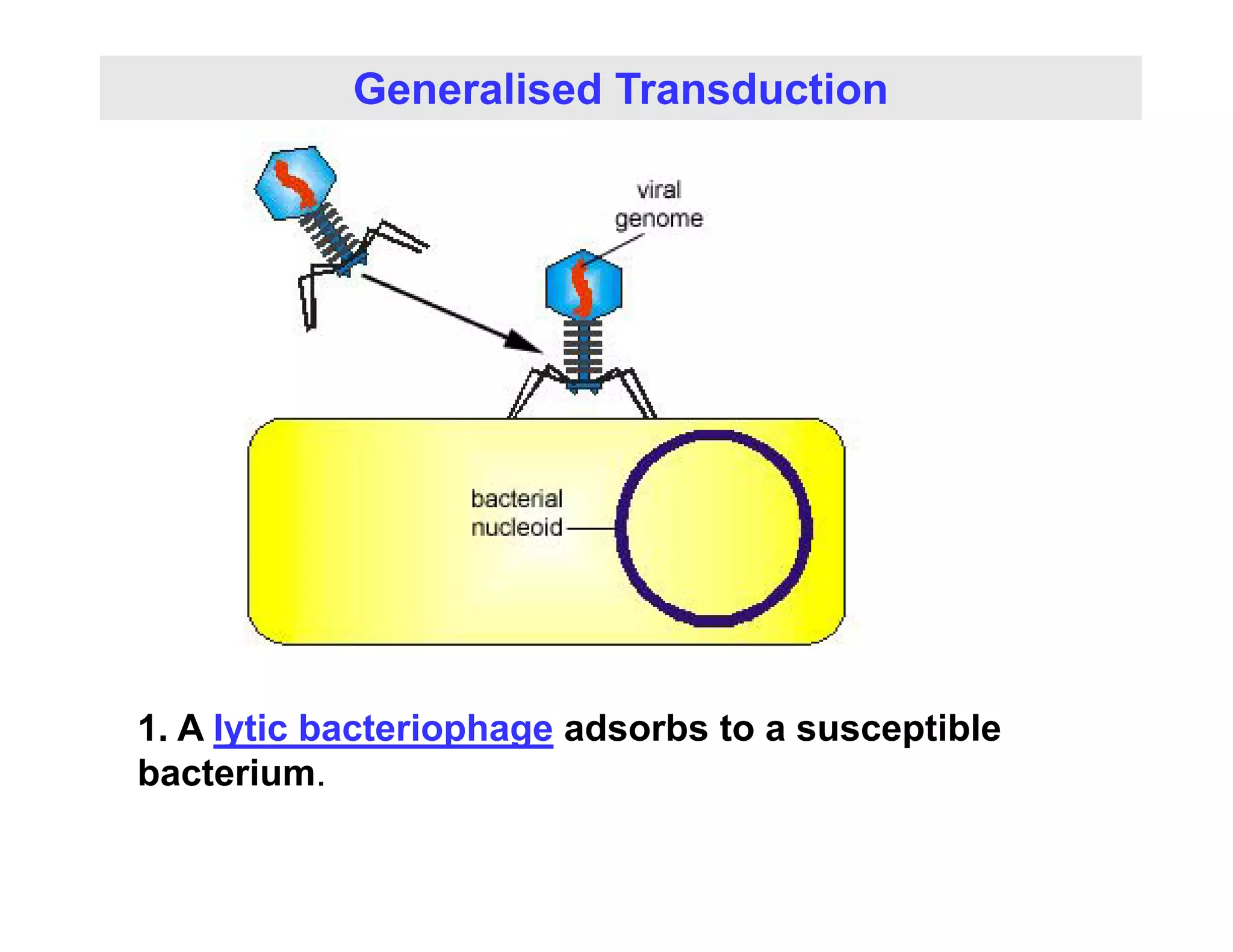 Generalised Transduction
1. A lytic bacteriophage adsorbs to a susceptible
bacterium
bacterium.
 
