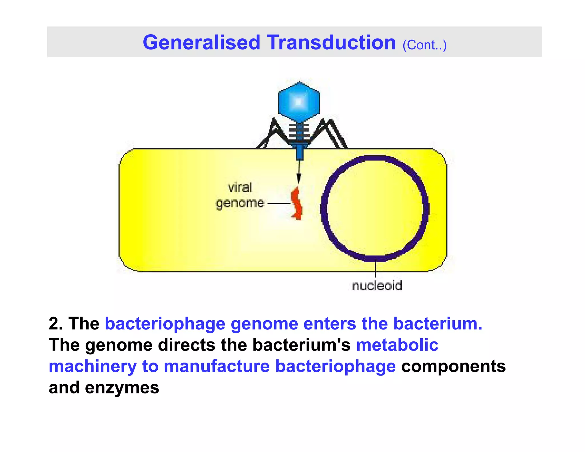 Generalised Transduction (Cont..)
2. The bacteriophage genome enters the bacterium.
The genome directs the bacterium's metabolic
machinery to manufacture bacteriophage components
machinery to manufacture bacteriophage components
and enzymes
 