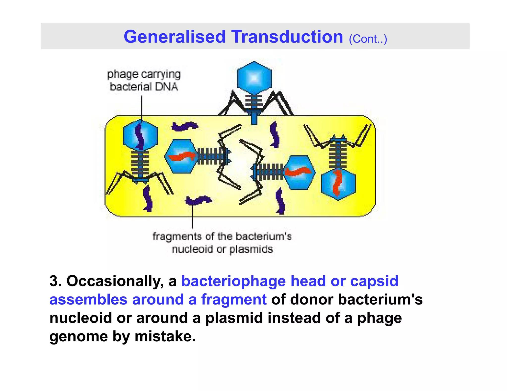 Generalised Transduction (Cont..)
3. Occasionally, a bacteriophage head or capsid
assembles around a fragment of donor bacterium's
nucleoid or around a plasmid instead of a phage
nucleoid or around a plasmid instead of a phage
genome by mistake.
 