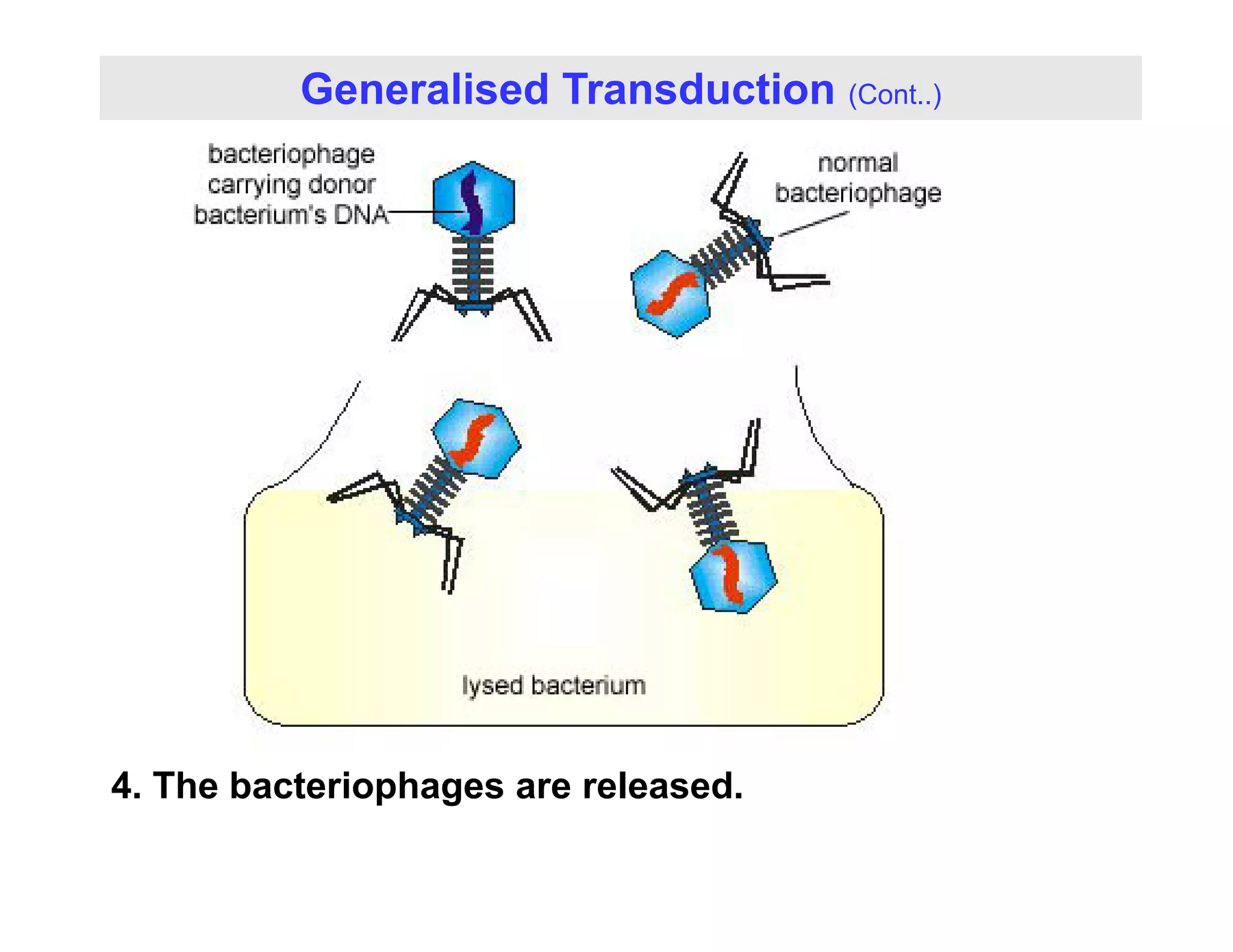 Generalised Transduction (Cont..)
4 Th b t i h l d
4. The bacteriophages are released.
 