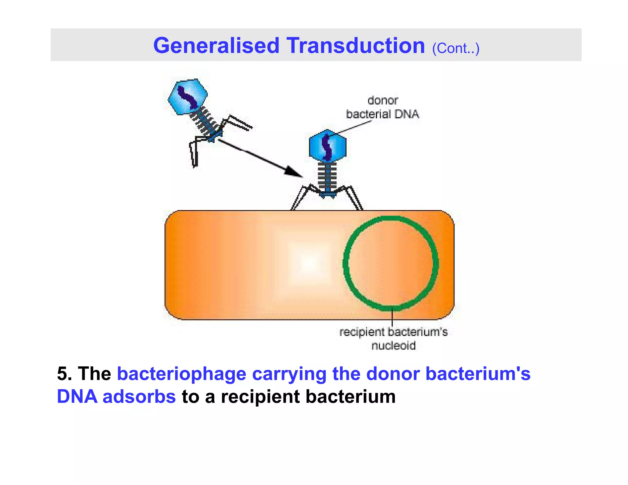 Generalised Transduction (Cont..)
5. The bacteriophage carrying the donor bacterium's
DNA adsorbs to a recipient bacterium
DNA adsorbs to a recipient bacterium
 