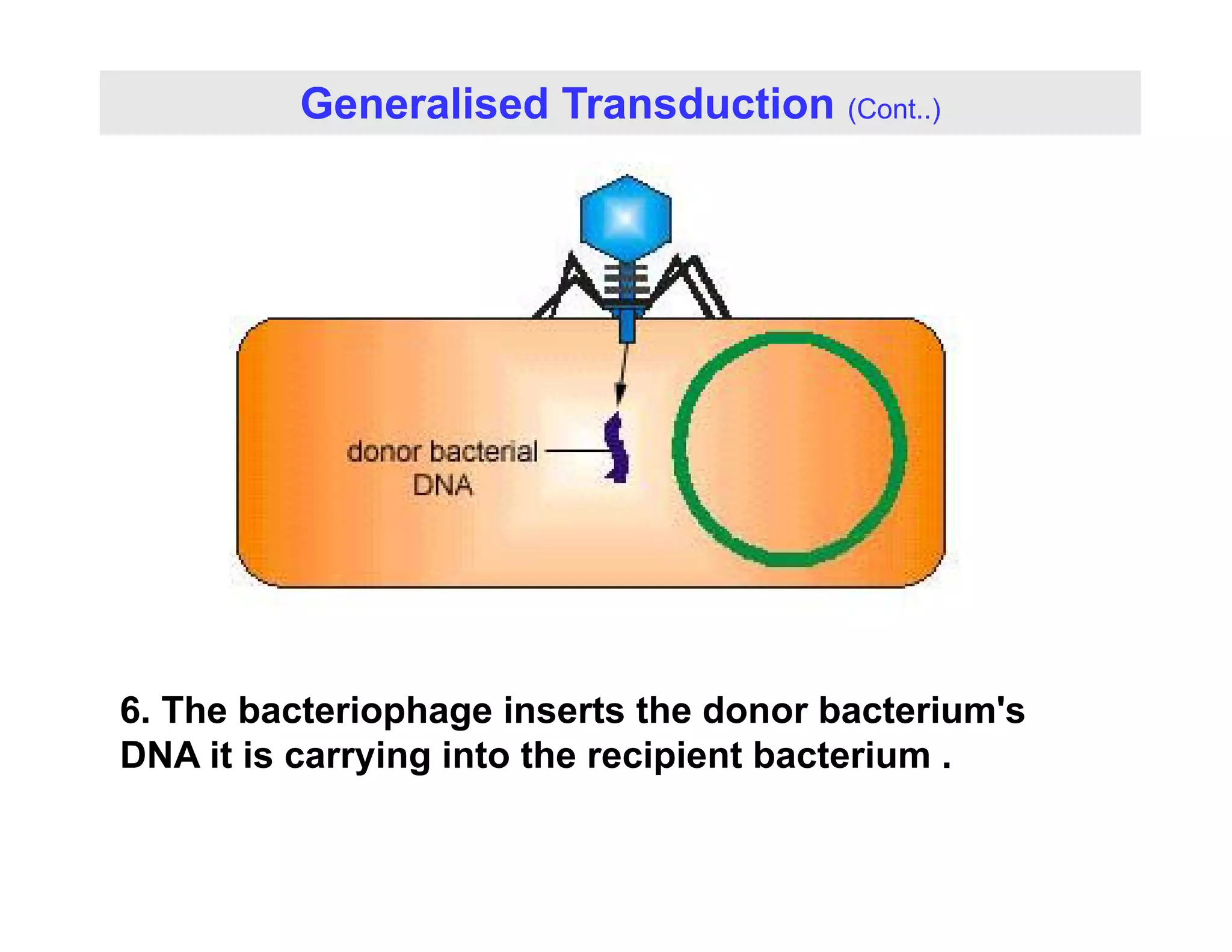 Generalised Transduction (Cont..)
6. The bacteriophage inserts the donor bacterium's
DNA it is carrying into the recipient bacterium .
 