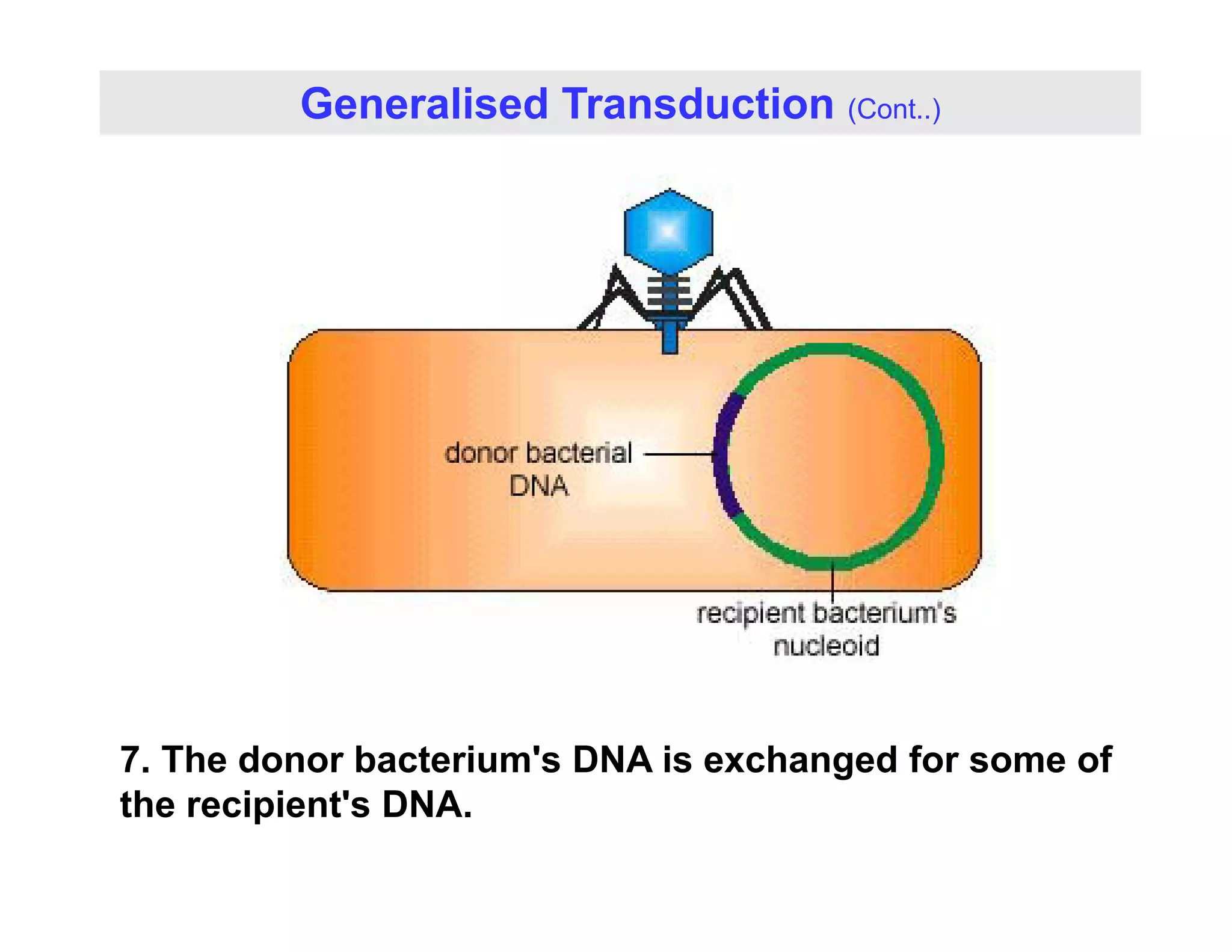 Generalised Transduction (Cont..)
7. The donor bacterium's DNA is exchanged for some of
g
the recipient's DNA.
 