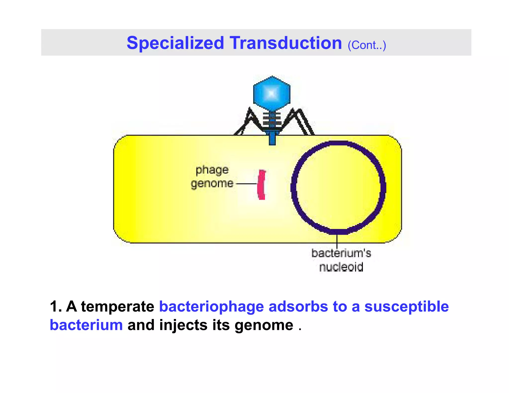 Specialized Transduction (Cont..)
1. A temperate bacteriophage adsorbs to a susceptible
b t i d i j t it
bacterium and injects its genome .
 