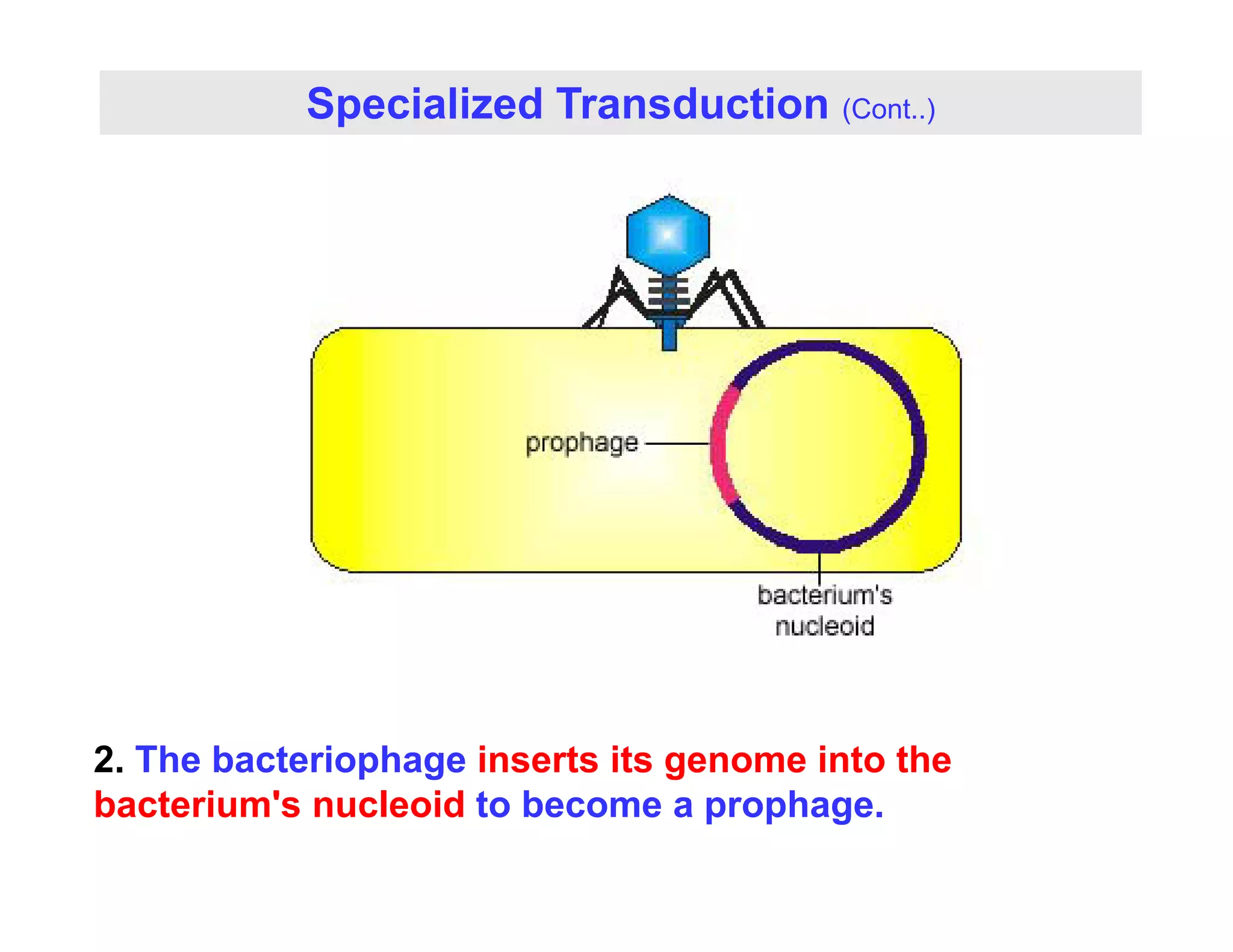 Specialized Transduction (Cont..)
2. The bacteriophage inserts its genome into the
p g g
bacterium's nucleoid to become a prophage.
 