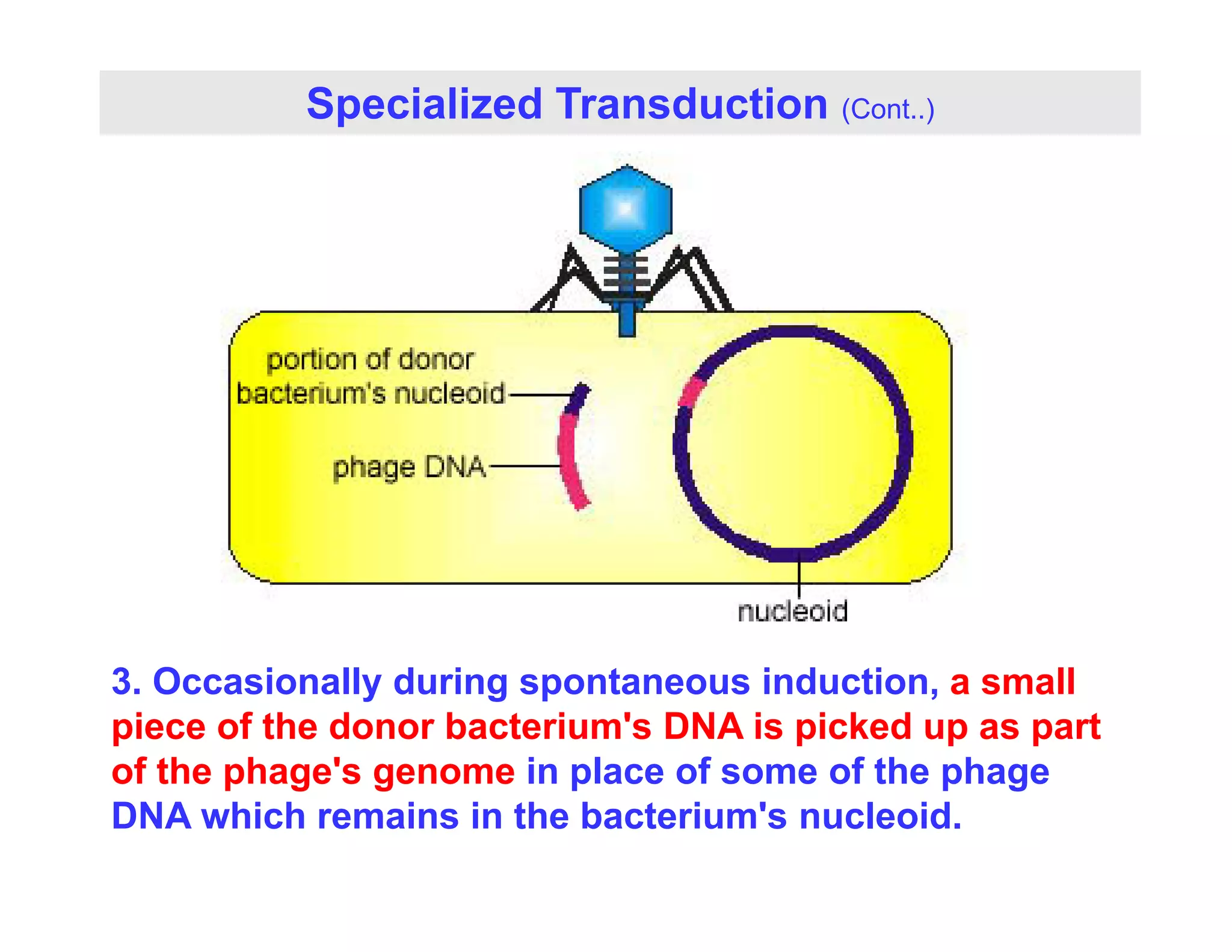 Specialized Transduction (Cont..)
3. Occasionally during spontaneous induction, a small
piece of the donor bacterium's DNA is picked up as part
of the phage's genome in place of some of the phage
of the phage s genome in place of some of the phage
DNA which remains in the bacterium's nucleoid.
 
