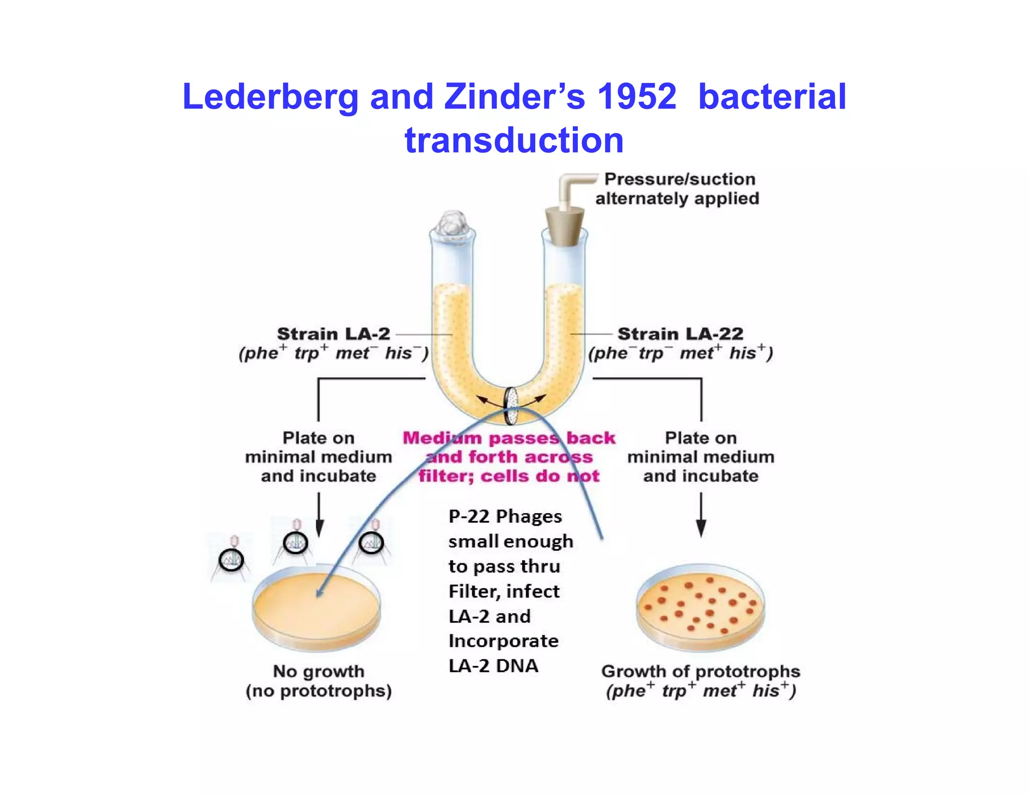 Lederberg and Zinder’s 1952 bacterial
transduction
transduction
 