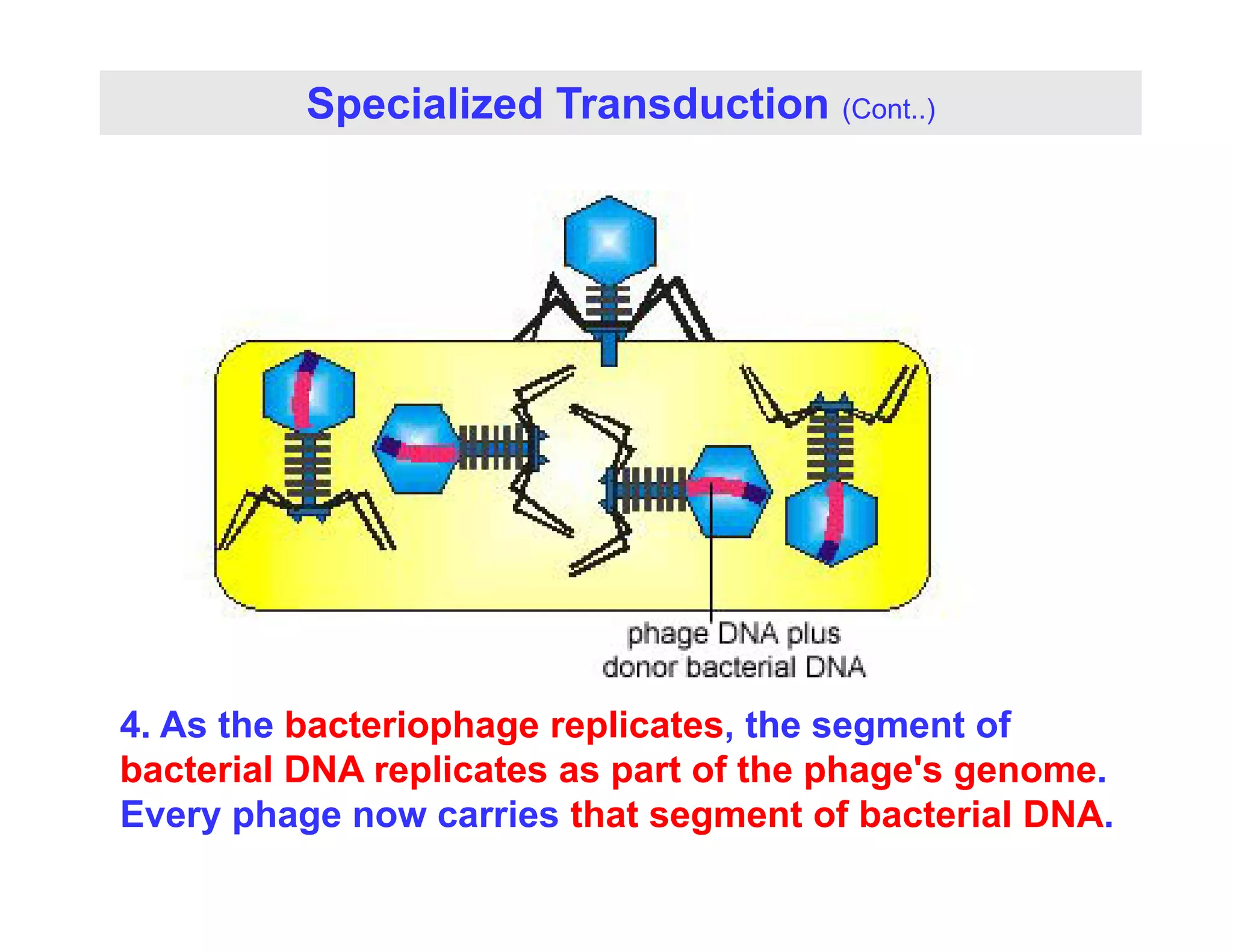 Specialized Transduction (Cont..)
4. As the bacteriophage replicates, the segment of
bacterial DNA replicates as part of the phage's genome
bacterial DNA replicates as part of the phage s genome.
Every phage now carries that segment of bacterial DNA.
 