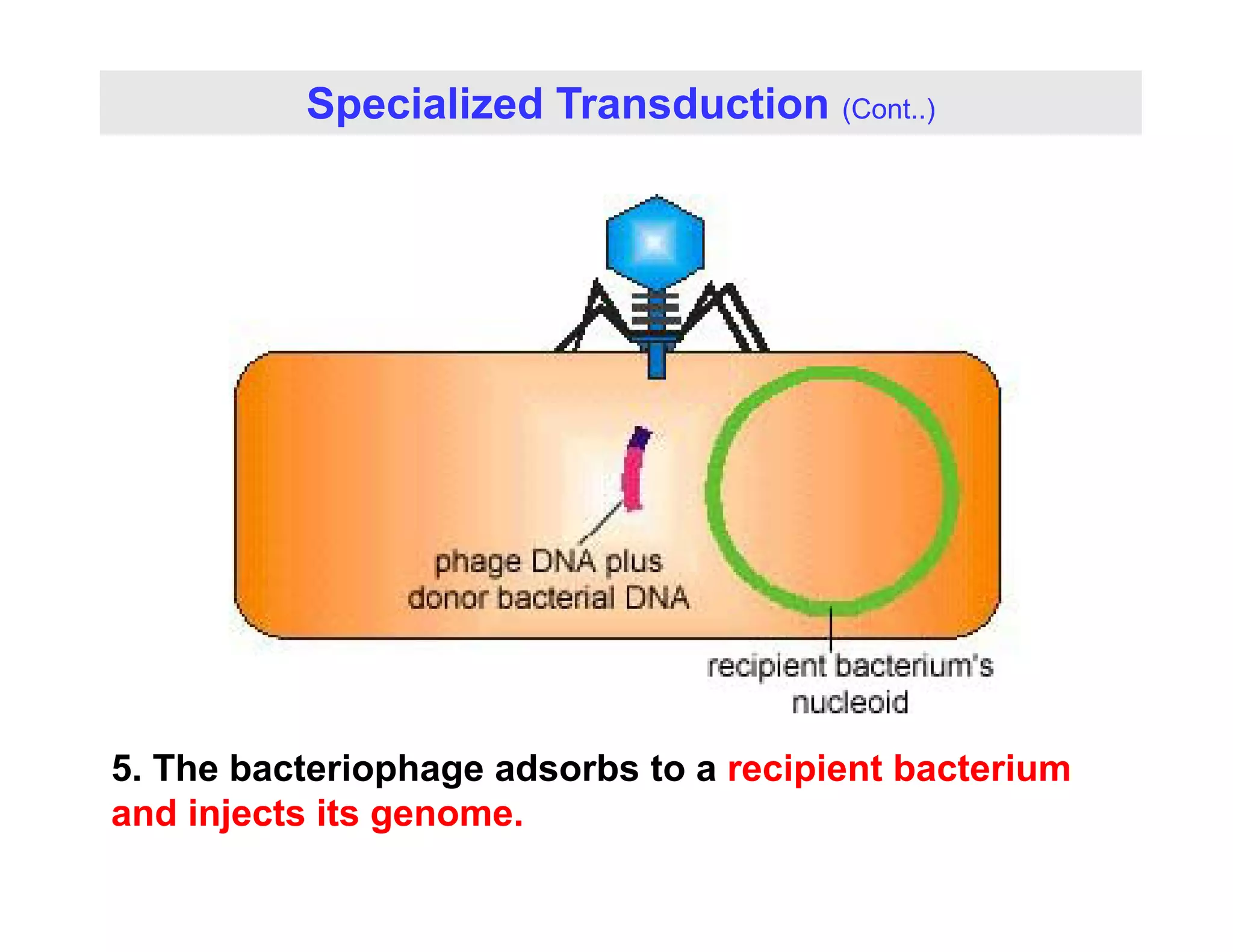 Specialized Transduction (Cont..)
5 The bacteriophage adsorbs to a recipient bacterium
5. The bacteriophage adsorbs to a recipient bacterium
and injects its genome.
 