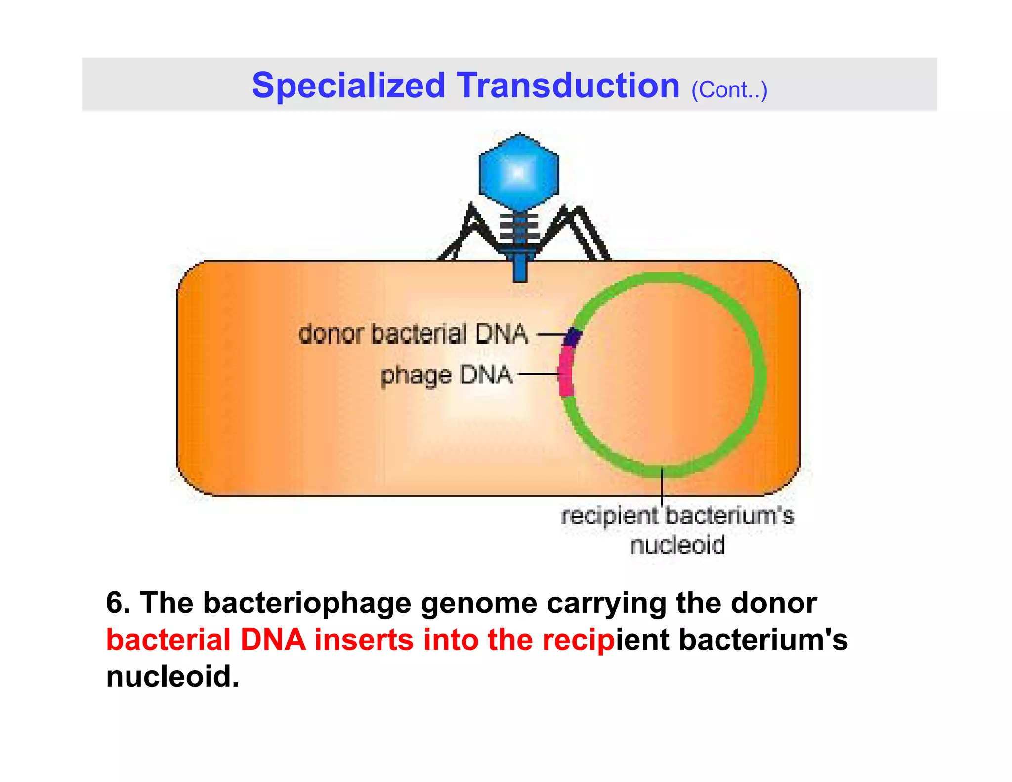 Specialized Transduction (Cont..)
6. The bacteriophage genome carrying the donor
bacterial DNA inserts into the recipient bacterium's
bacterial DNA inserts into the recipient bacterium s
nucleoid.
 