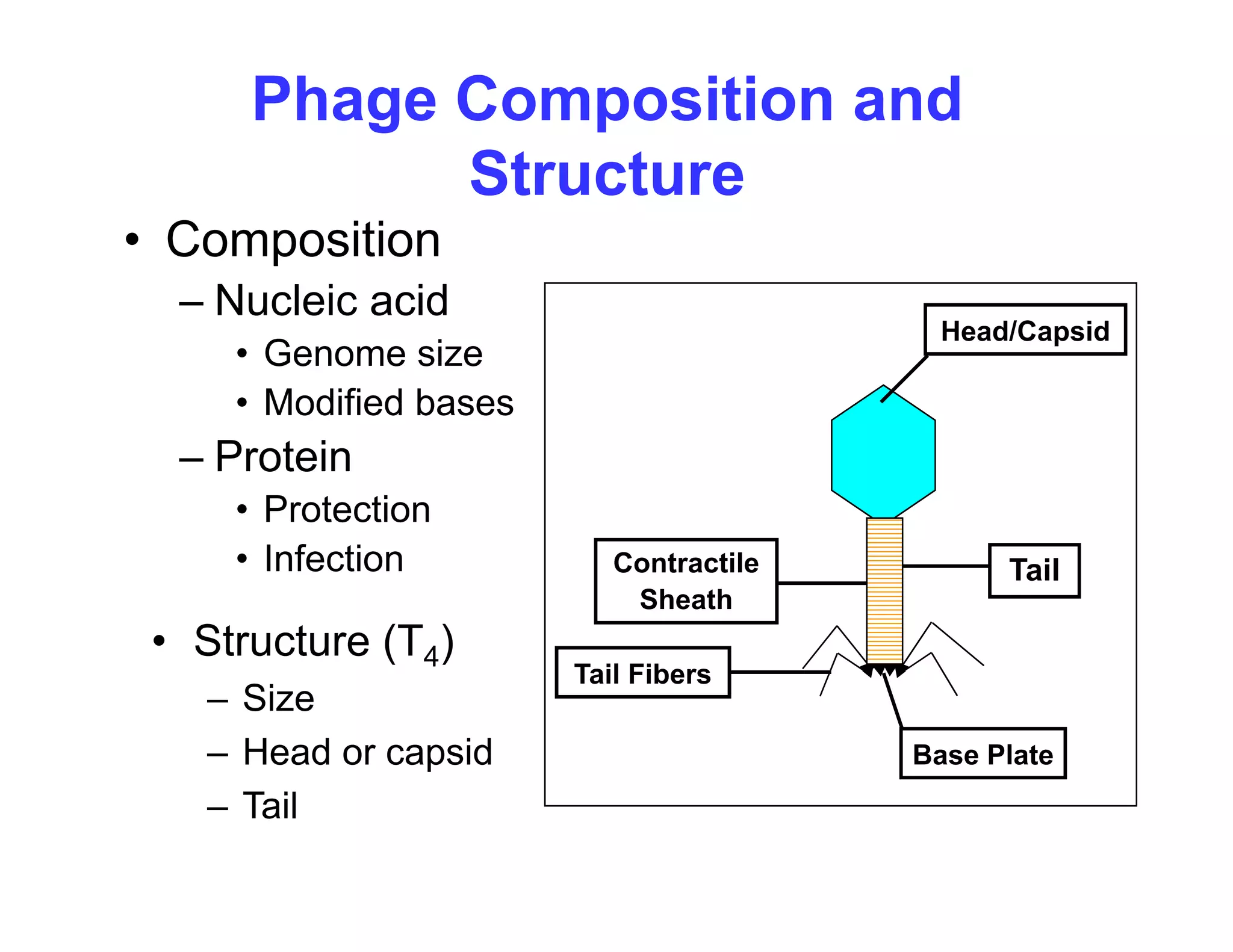 Phage Composition and
Structure
Structure
• Composition
Nucleic acid
– Nucleic acid
• Genome size
• Modified bases
Head/Capsid
– Protein
• Protection
• Infection
• Structure (T4)
Tail
Contractile
Sheath
St uctu e ( 4)
– Size
– Head or capsid
Tail Fibers
Base Plate
– Tail
 
