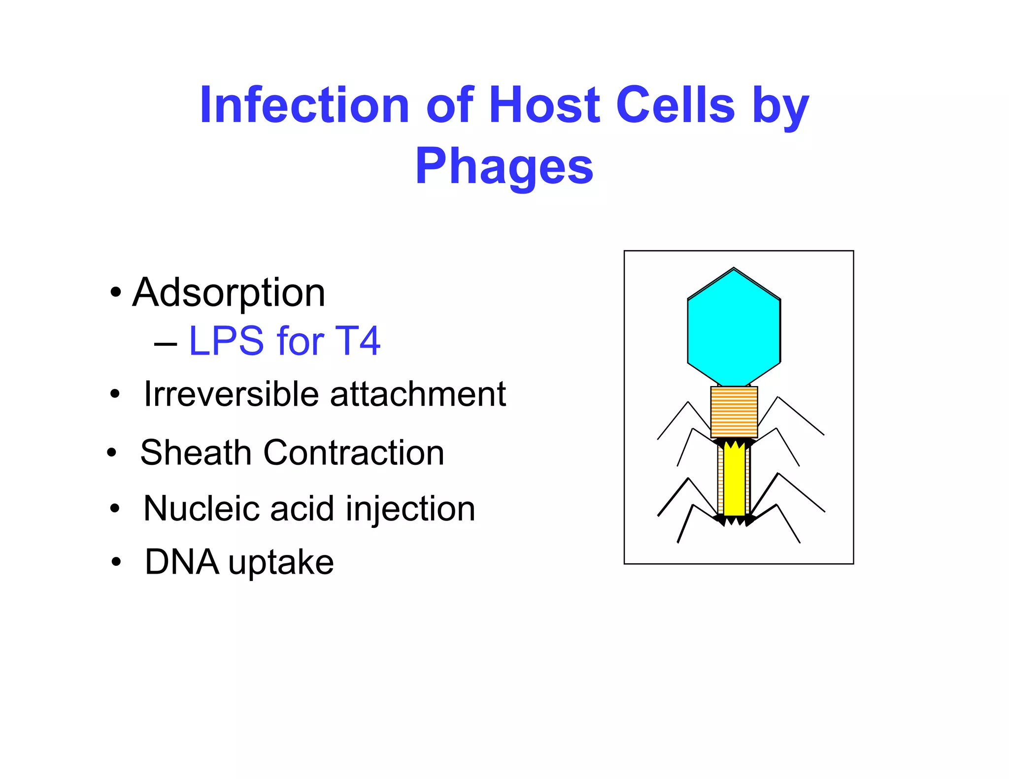 Infection of Host Cells by
Phages
• Adsorption
LPS for T4
• Irreversible attachment
– LPS for T4
• Nucleic acid injection
• Sheath Contraction
• DNA uptake
 