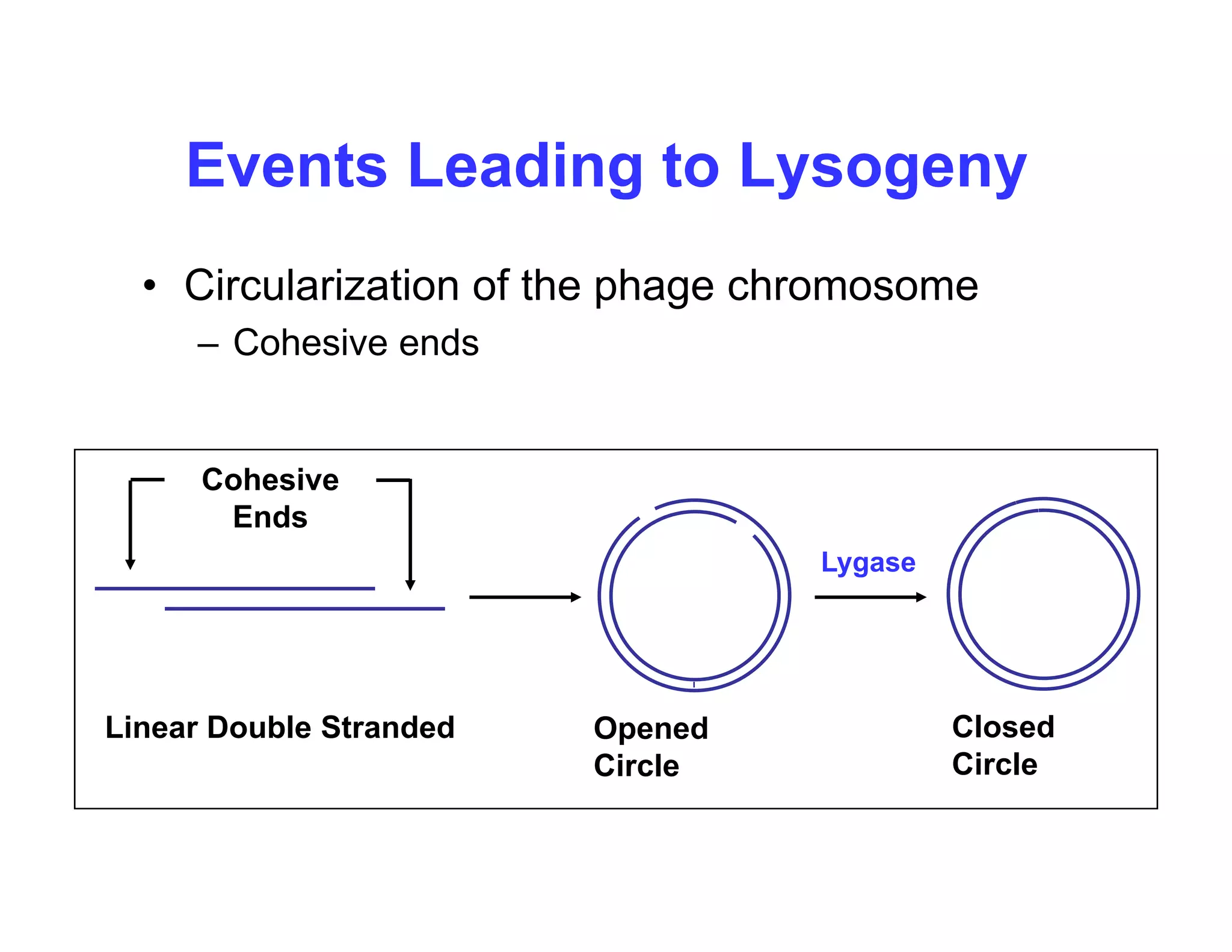 Events Leading to Lysogeny
Events Leading to Lysogeny
• Circularization of the phage chromosome
Circularization of the phage chromosome
– Cohesive ends
Cohesive
Ends
Lygase
Closed
Circle
Linear Double Stranded Opened
Circle
Circle
 