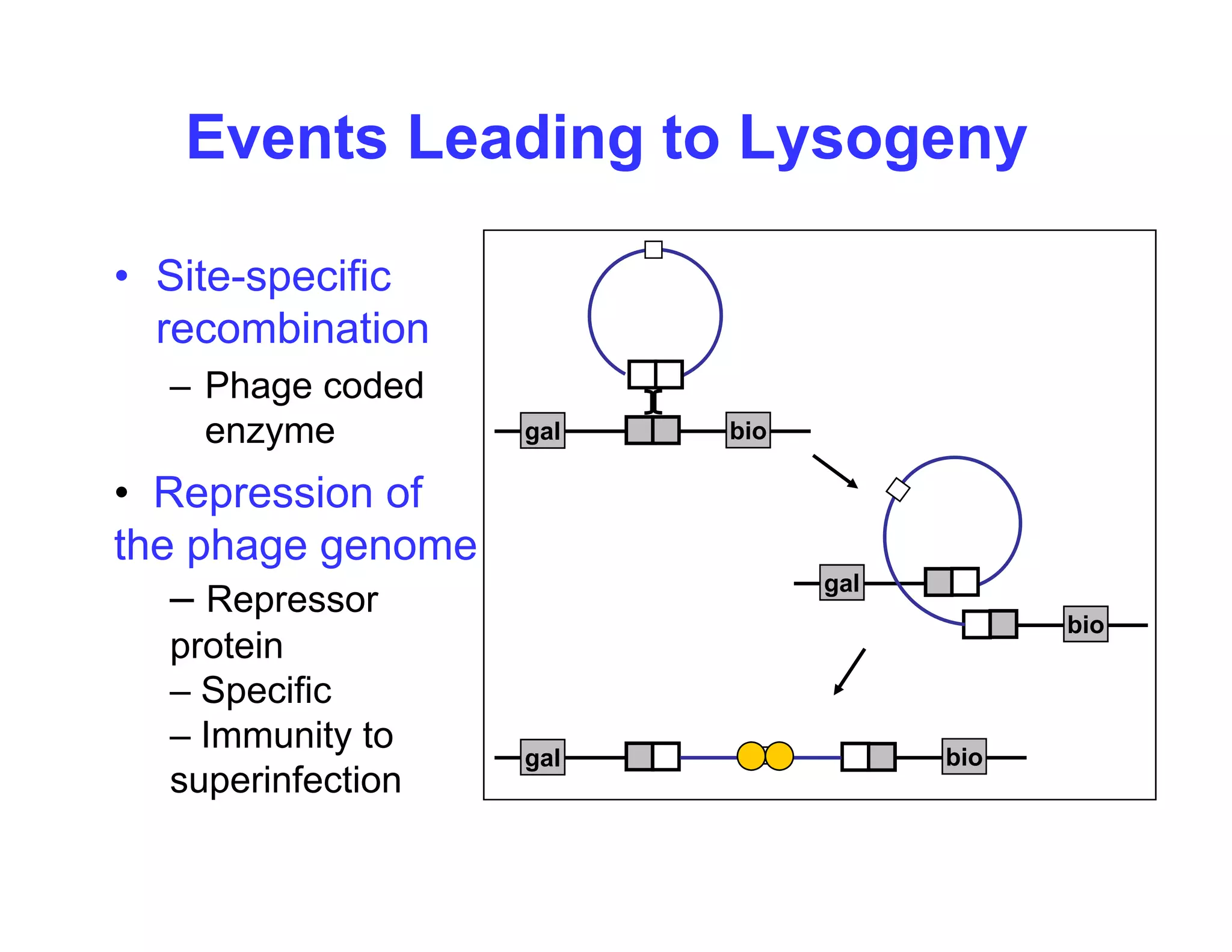 Events Leading to Lysogeny
• Site-specific
p
recombination
– Phage coded
enzyme
• Repression of
th h
gal bio
the phage genome
– Repressor
protein
gal
bio
protein
– Specific
– Immunity to
superinfection
gal bio
superinfection
 