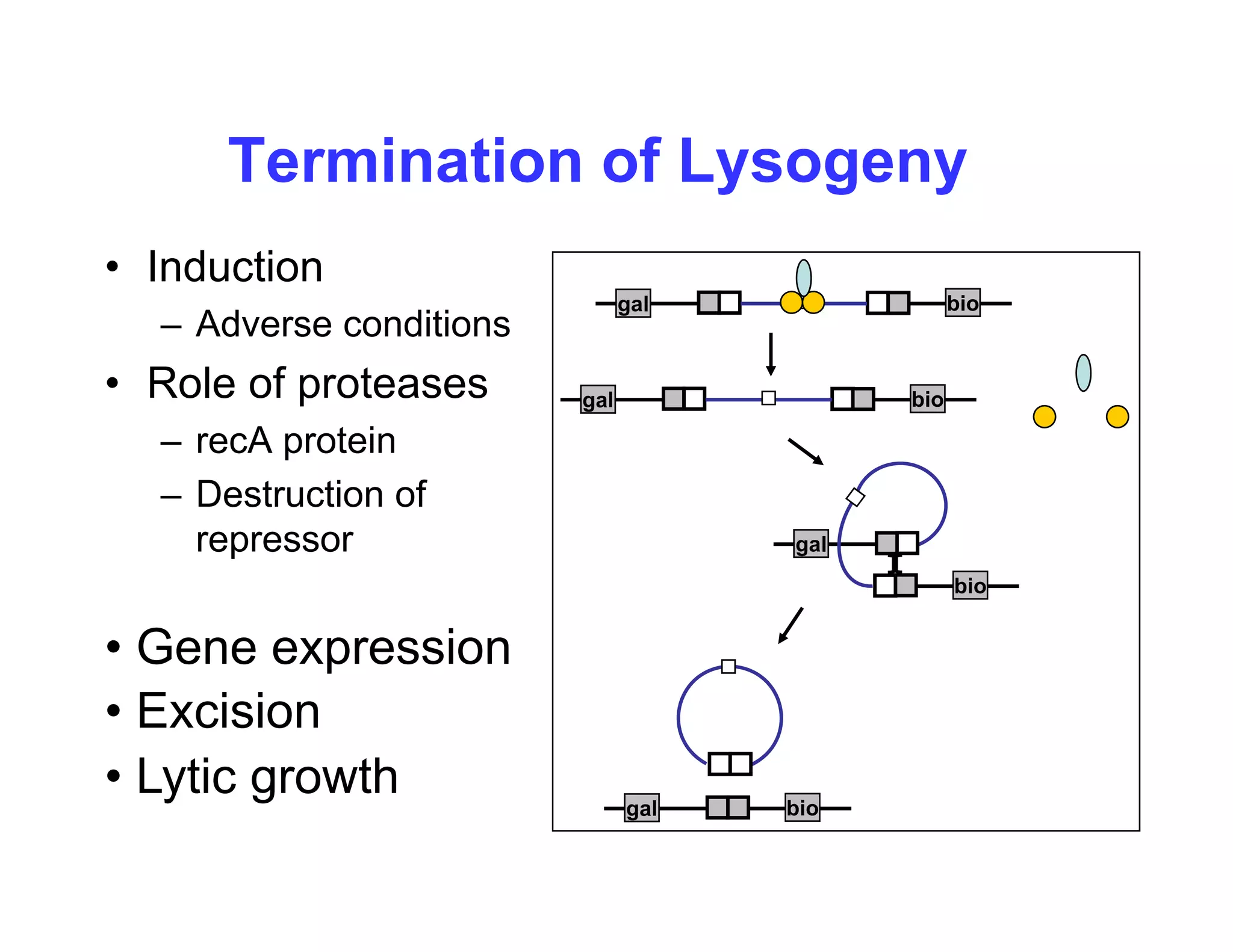 Termination of Lysogeny
Termination of Lysogeny
• Induction
l bi
– Adverse conditions
• Role of proteases
gal bio
gal bio
– recA protein
– Destruction of
repressor
repressor gal
bio
• Gene expression
• Excision
• Lytic growth
Gene expression
• Lytic growth gal bio
 
