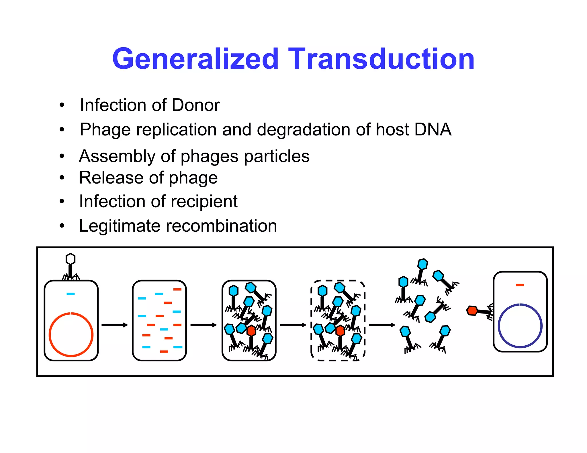 Generalized Transduction
• Phage replication and degradation of host DNA
• Infection of Donor
• Release of phage
• Assembly of phages particles
Infection of recipient
• Infection of recipient
• Legitimate recombination
 