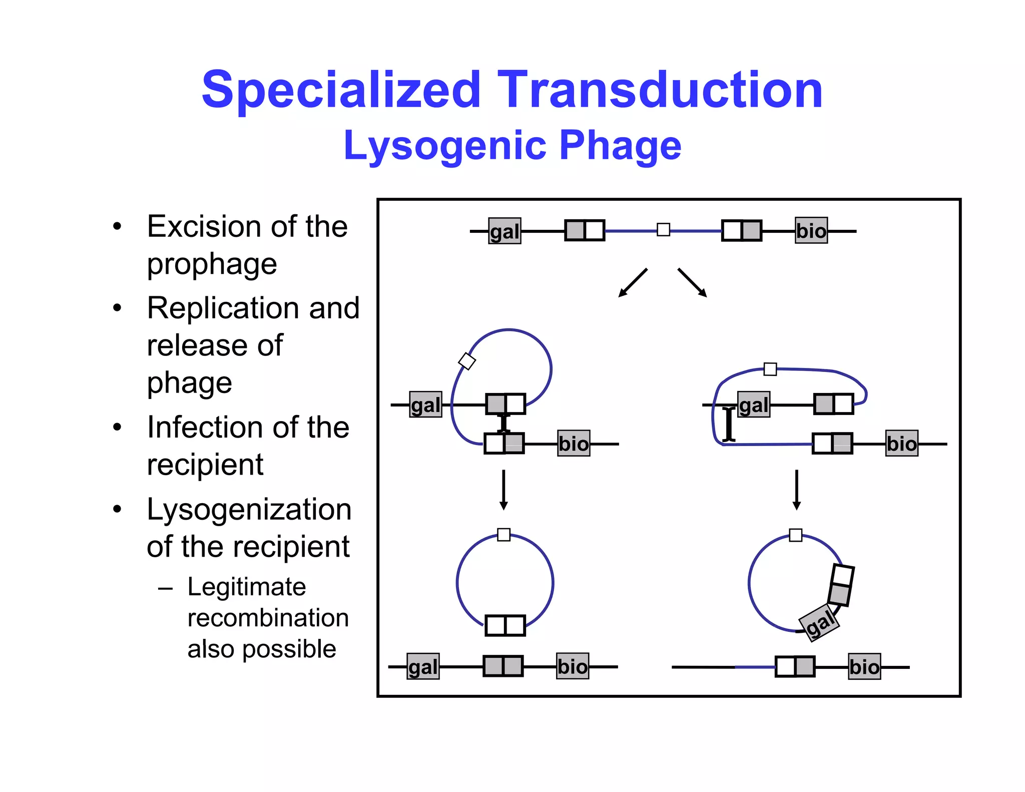 Specialized Transduction
Lysogenic Phage
Lysogenic Phage
• Excision of the gal bio
prophage
• Replication and
release of
gal
bio
gal
bio
release of
phage
• Infection of the bio bio
recipient
• Lysogenization
of the recipient
of the recipient
– Legitimate
recombination
also possible
gal bio bio
also possible
 