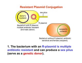 genetic-recombination-1 [Compatibility Mode].pdf