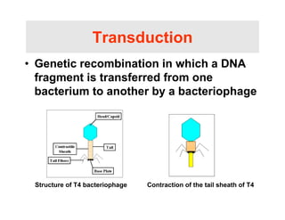 genetic-recombination-1 [Compatibility Mode].pdf