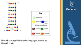 Genetic Language Genetic - basic knowledge for dummies about Genetic | PPTX