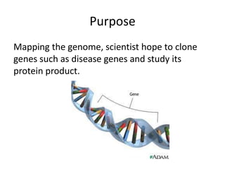 Purpose
Mapping the genome, scientist hope to clone
genes such as disease genes and study its
protein product.
 