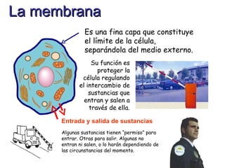 Es una fina capa que constituye el límite de la célula, separándola del medio externo. Su función es proteger la célula regulando el intercambio de sustancias que entran y salen a través de ella. Entrada y salida de sustancias Algunas sustancias tienen “permiso” para entrar. Otras para salir. Algunas no entran ni salen, o lo harán dependiendo de las circunstancias del momento. La membrana 