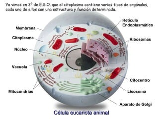Célula eucariota animal Membrana Citoplasma Núcleo Retículo Endoplasmático Aparato de Golgi Ribosomas Mitocondrias Vacuola Lisosoma Citocentro Ya vimos en 3º de E.S.O. que el citoplasma contiene varios tipos de orgánulos, cada uno de ellos con una estructura y función determinada. 