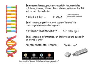 En nuestra lengua, podemos escribir innumerables palabras, frases, libros… Para ello necesitamos las 28 letras del abecedario: A B C D E F G H …  H O L A En el lenguaje genético, con cuatro “letras” se construyen innumerables genes ATTCCGGATCCTAGGCTATA…..  Gen color ojos En el lenguaje informático, un archivo es una sucesión de ceros y unos 001010100010101011101000…  Shakira.mp3 Ordenando letras construimos palabras Las cuatro “letras del abecedario genético” 