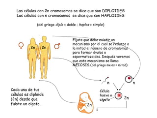 2n Las células con 2n cromosomas se dice que son DIPLOIDES Las células con n cromosomas  se dice que son HAPLOIDES (del griego  diplo  = doble ;  haplos  = simple) Cada una de tus células es diploide (2n) desde que fuiste un cigoto. Fíjate que debe existir un mecanismo por el cual se reduzca a la mitad el número de cromosomas para formar óvulos o espermatozoides. Después veremos que este mecanismo se llama MEIOSIS ( del griego meios = mitad ) n  n 2n Célula huevo o  cigoto 2n 2n 