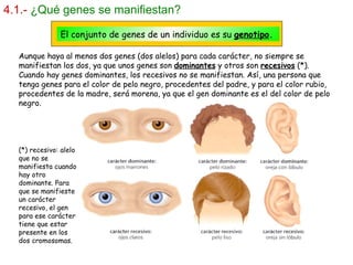 4.1.-   ¿Qué genes se manifiestan? El conjunto de genes de un individuo es su  genotipo . Aunque haya al menos dos genes (dos alelos) para cada carácter, no siempre se manifiestan los dos, ya que unos genes son  dominantes  y otros son  recesivos  (*). Cuando hay genes dominantes, los recesivos no se manifiestan. Así, una persona que tenga genes para el color de pelo negro, procedentes del padre, y para el color rubio, procedentes de la madre, será morena, ya que el gen dominante es el del color de pelo negro. (*) recesivo: alelo que no se manifiesta cuando hay otro dominante. Para que se manifieste un carácter recesivo, el gen para ese carácter tiene que estar presente en los dos cromosomas.  